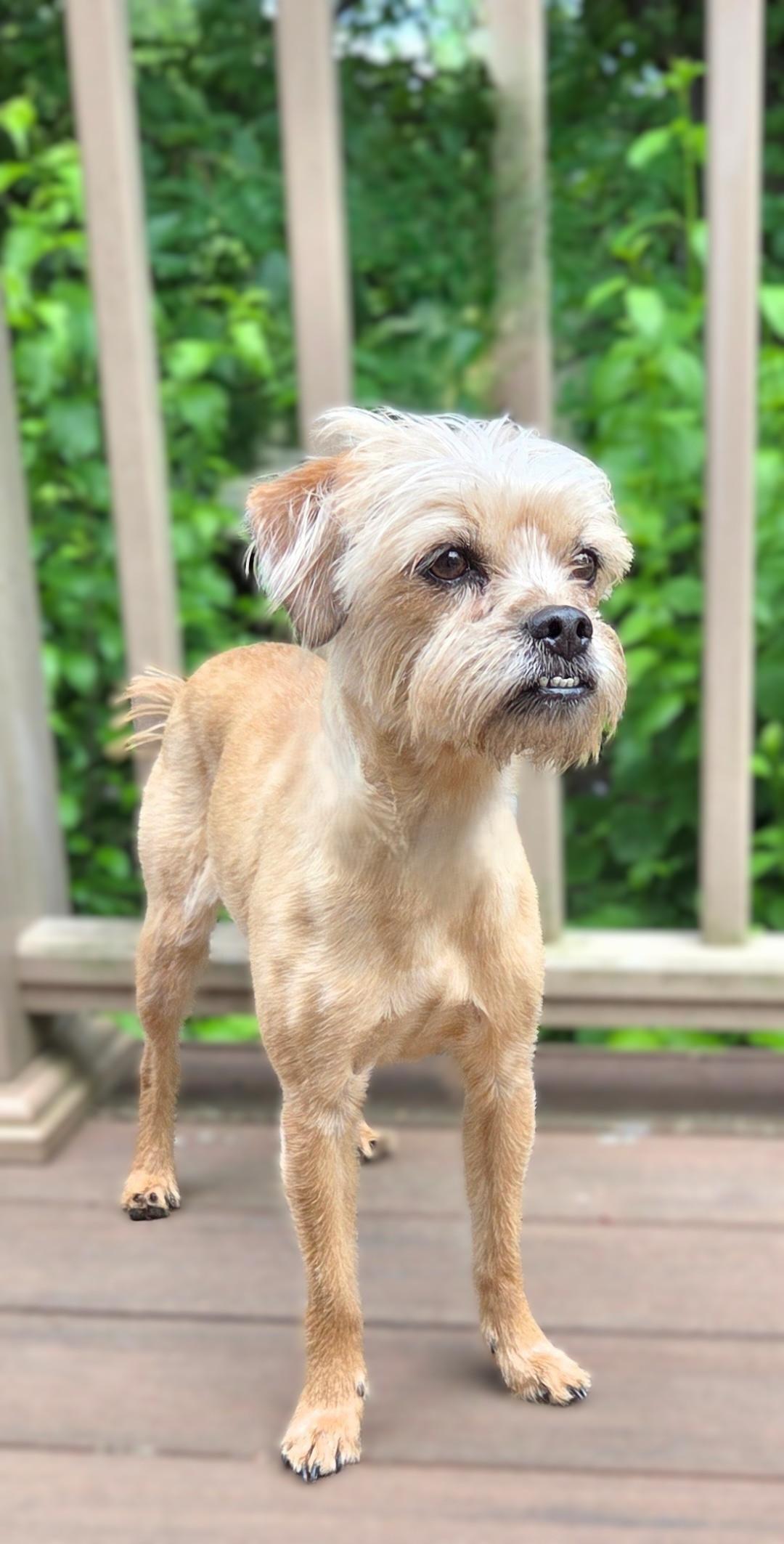 Enlarge Little Bit, a ADOPTABLE mixed breed in Bridgeton, MO image 4/6
