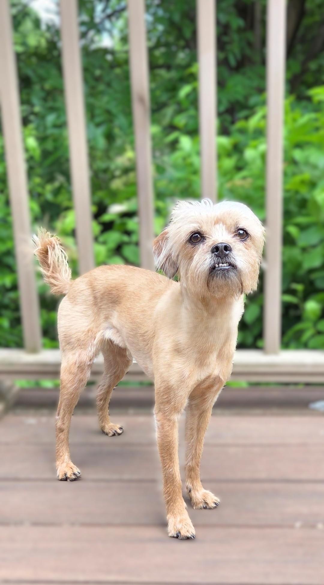 Little Bit, ADOPTABLE, Adult Female Shih Tzu & Terrier.