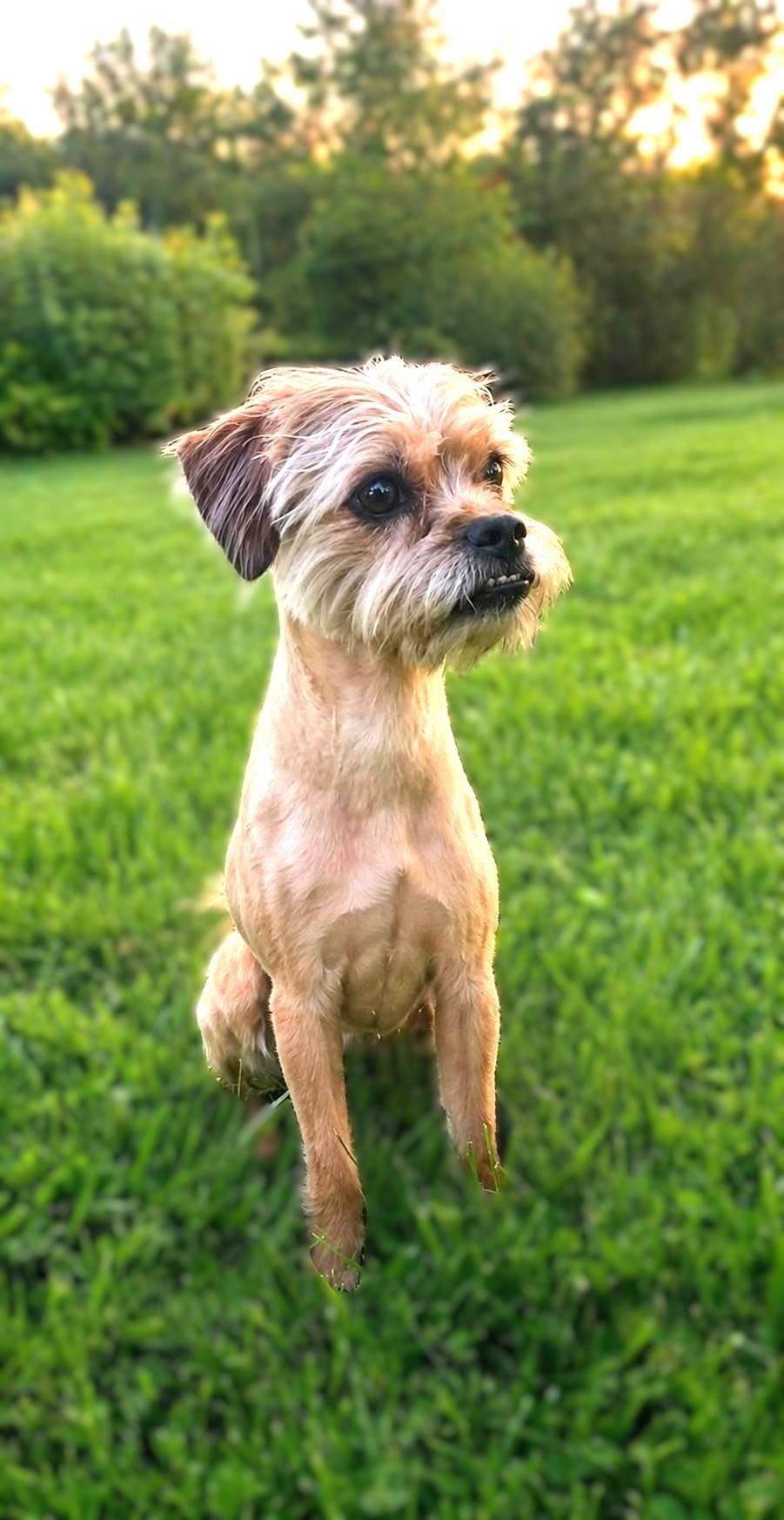Enlarge Little Bit, a ADOPTABLE mixed breed in Bridgeton, MO image 3/6