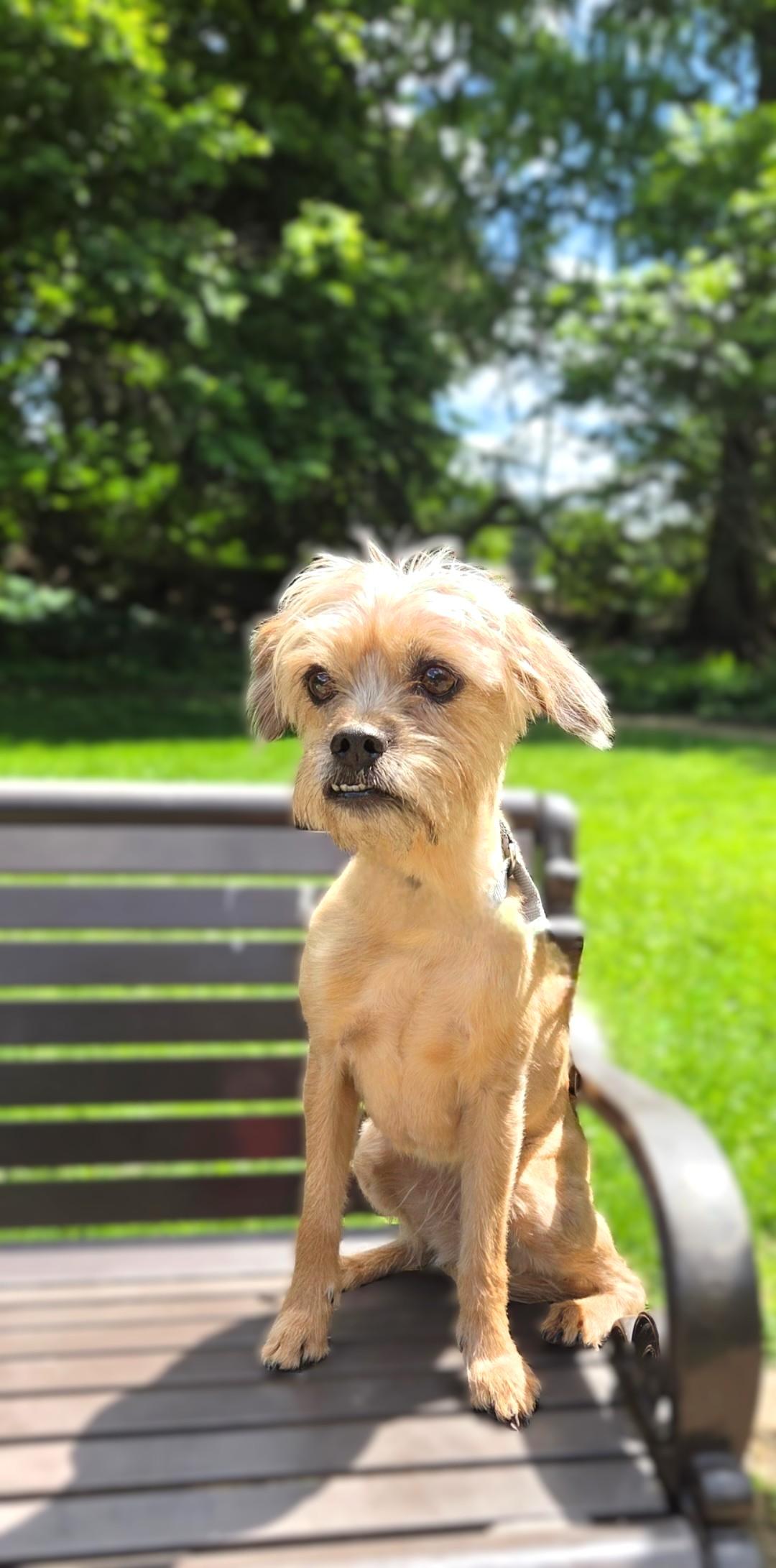 Enlarge Little Bit, a ADOPTABLE mixed breed in Bridgeton, MO image 5/6