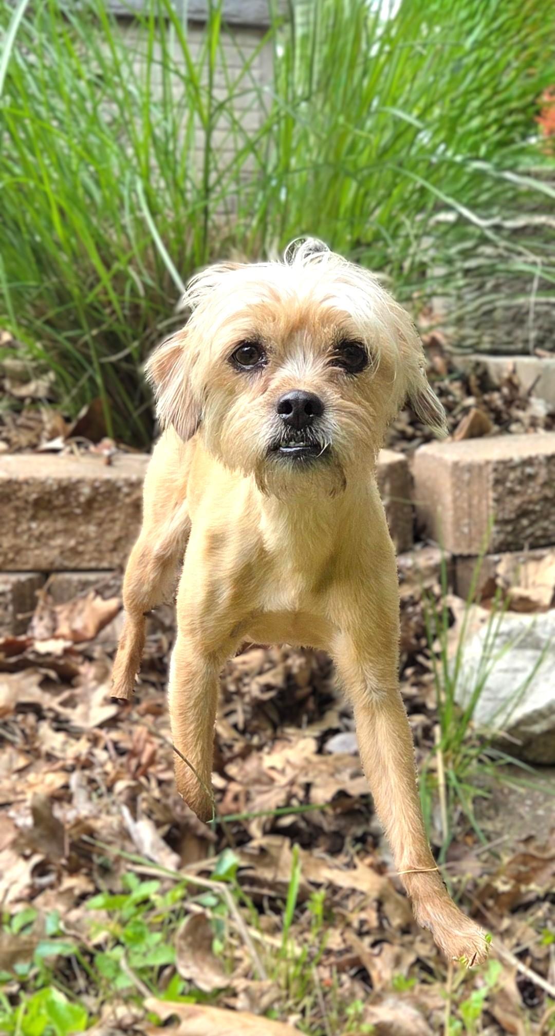 Enlarge Little Bit, a ADOPTABLE mixed breed in Bridgeton, MO image 2/6