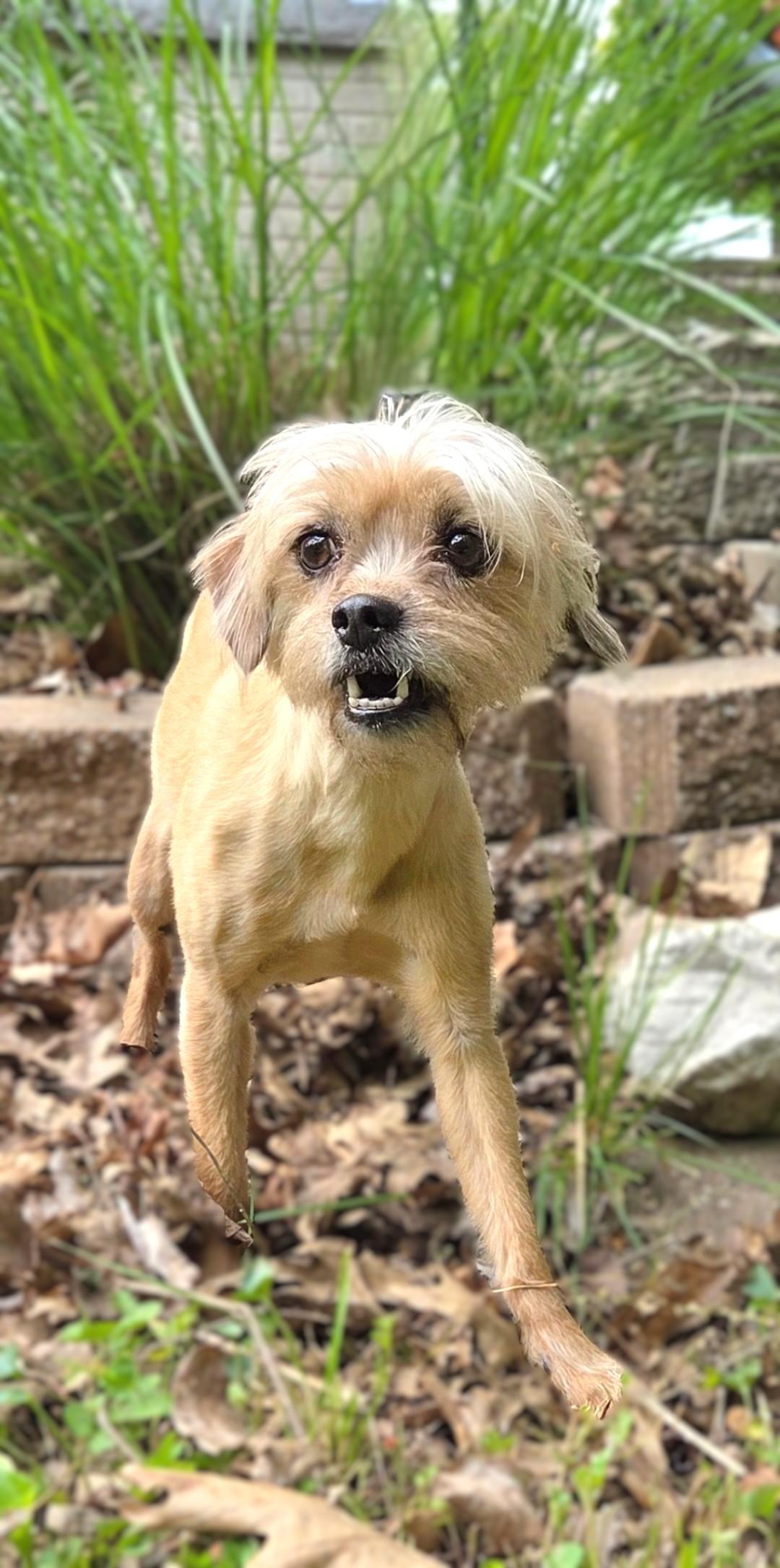 Enlarge Little Bit, a ADOPTABLE mixed breed in Bridgeton, MO image 6/6