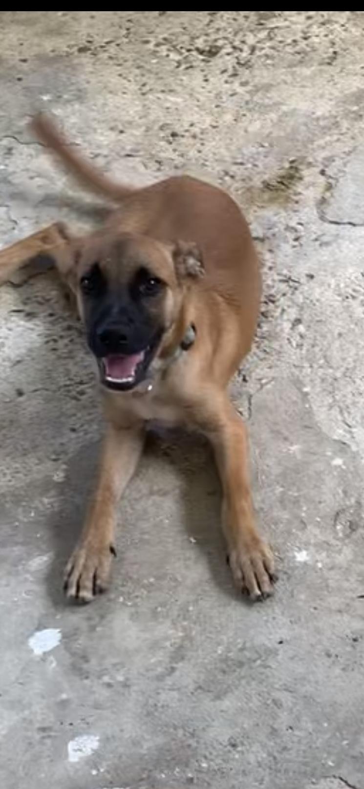 Brownie, Adoptable, Puppy Male Mixed Breed.