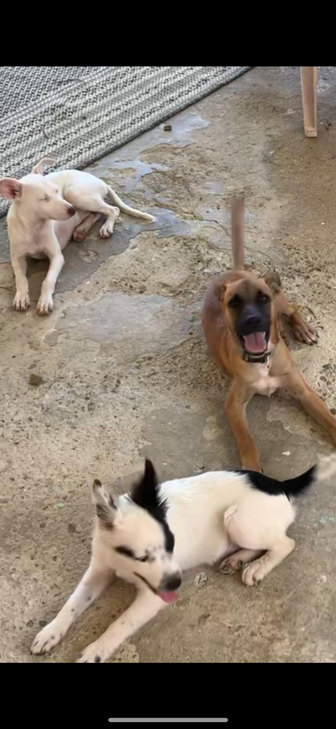 Enlarge Brownie, a Adoptable Mixed Breed in Glen Rock, NJ image 2/4