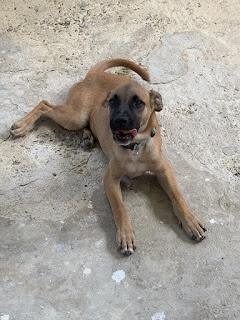 Enlarge Brownie, a Adoptable Mixed Breed in Glen Rock, NJ image 3/4