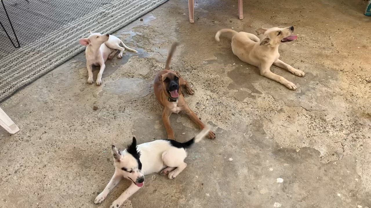 Enlarge Brownie, a Adoptable Mixed Breed in Glen Rock, NJ video 4/4