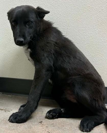 Ranger, Adoptable, Young Male Mixed Breed & Mixed Breed.