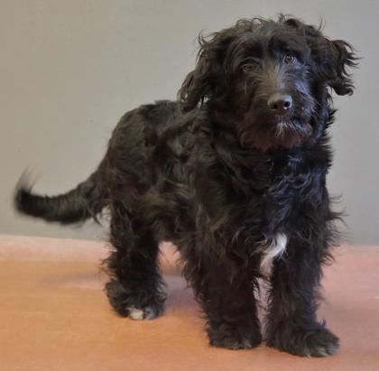 Scottie, an adopted mixed breed in Rapid City, SD image 2/3