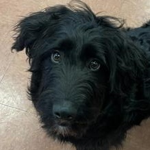Scottie, adopted, Young Male Scottish Terrier.
