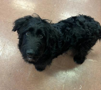 Scottie, an adopted mixed breed in Rapid City, SD image 3/3