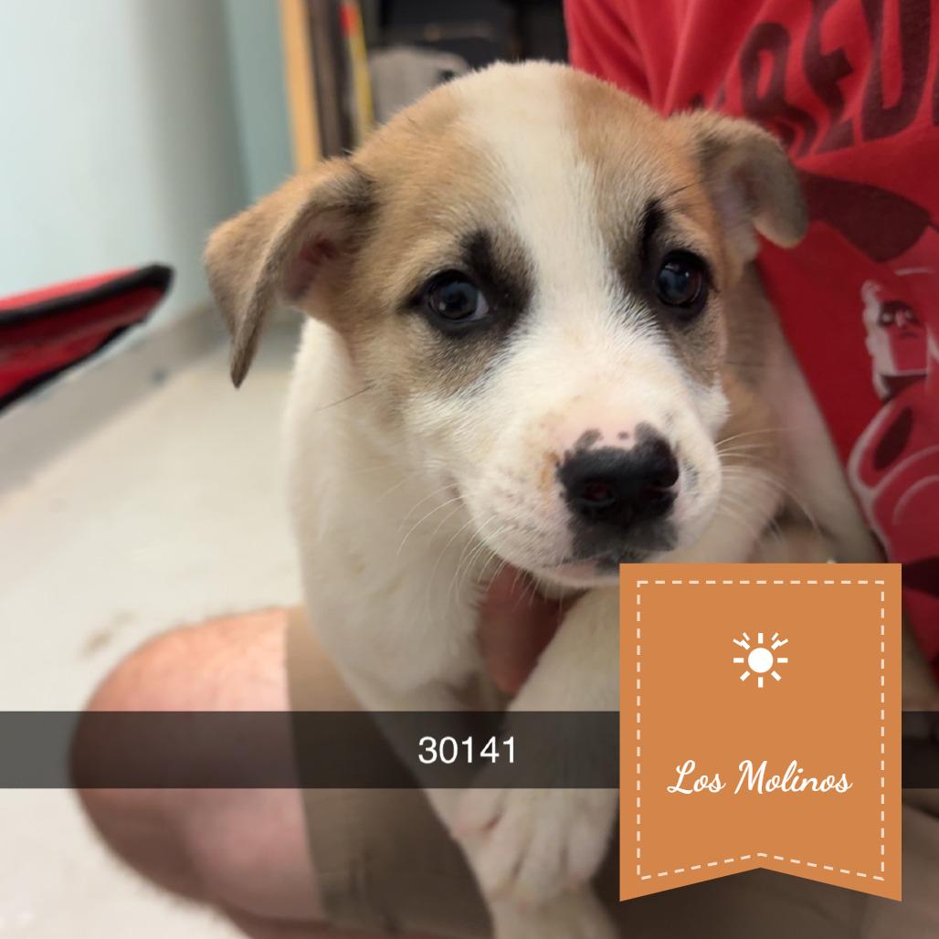 Balboa, a Adoptable mixed breed in Chico, CA image 1/6