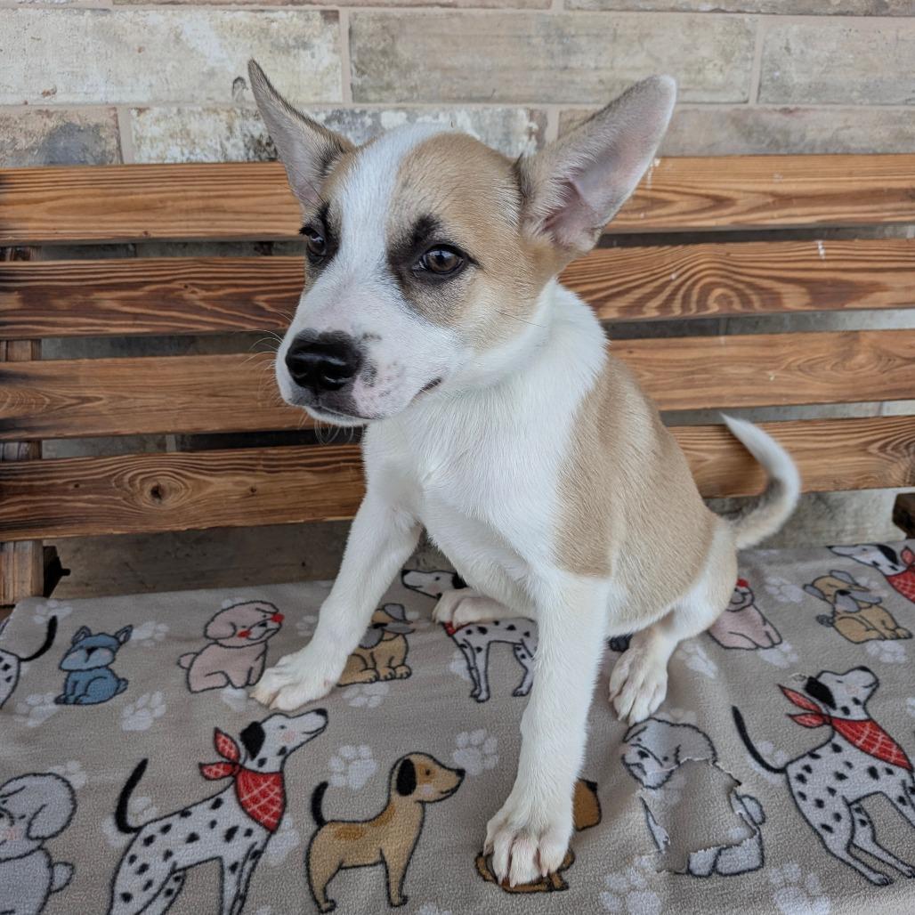 Balboa, a Adoptable mixed breed in Chico, CA image 2/6