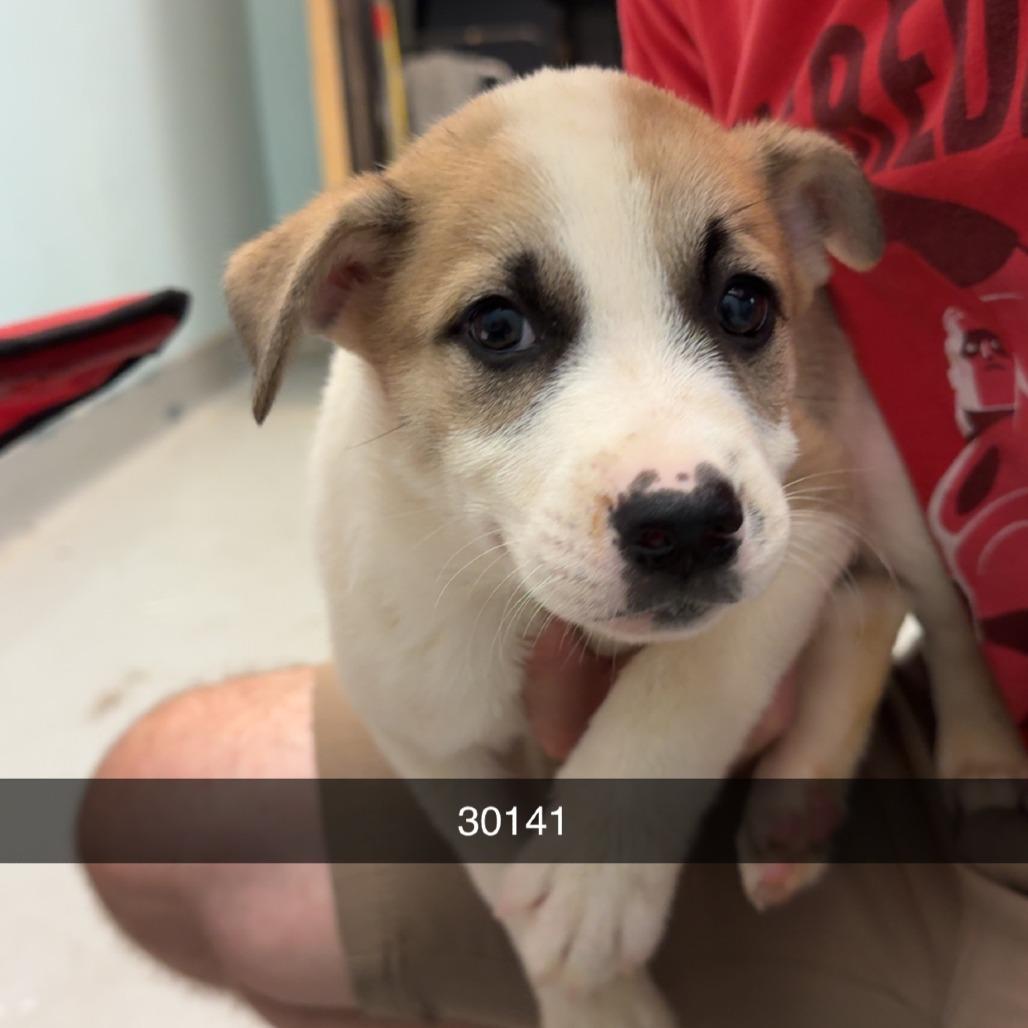 Balboa, a Adoptable mixed breed in Chico, CA image 4/6