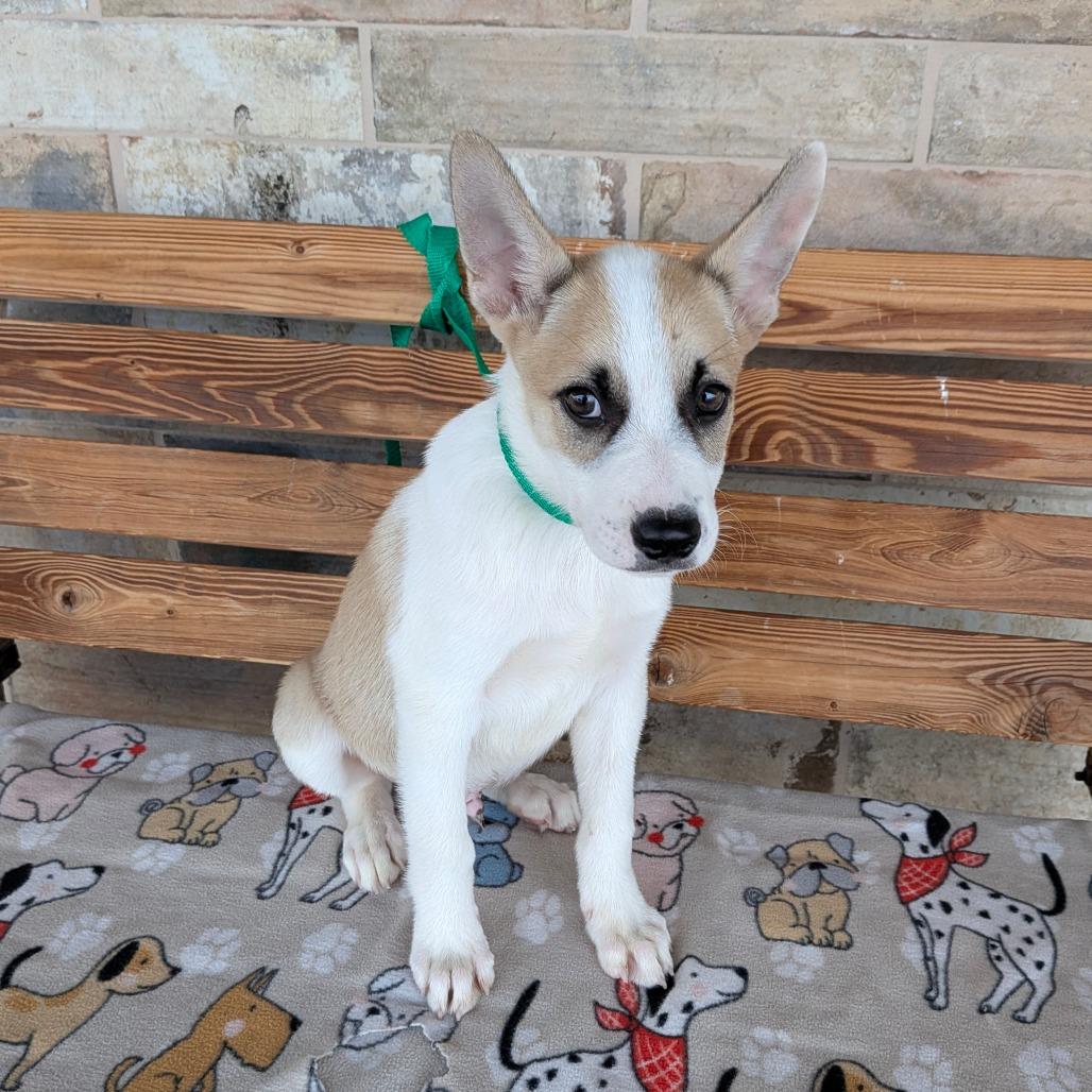 Balboa, a Adoptable mixed breed in Chico, CA image 5/6