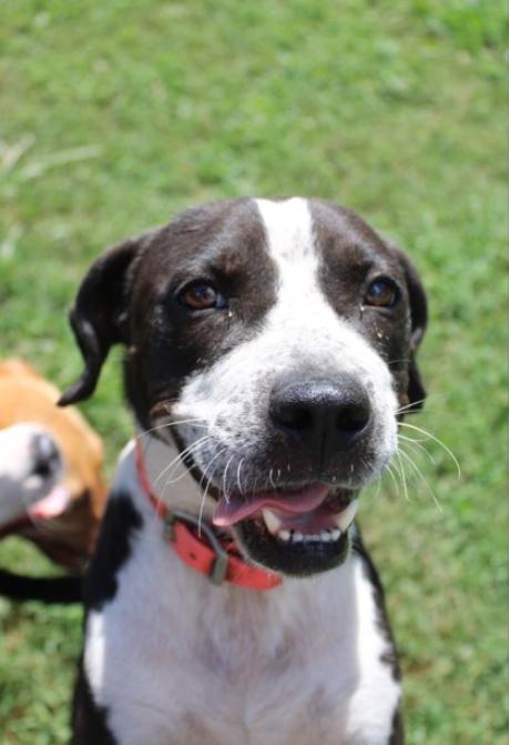 Boney Macaroni, Adoptable, Adult Female Terrier.