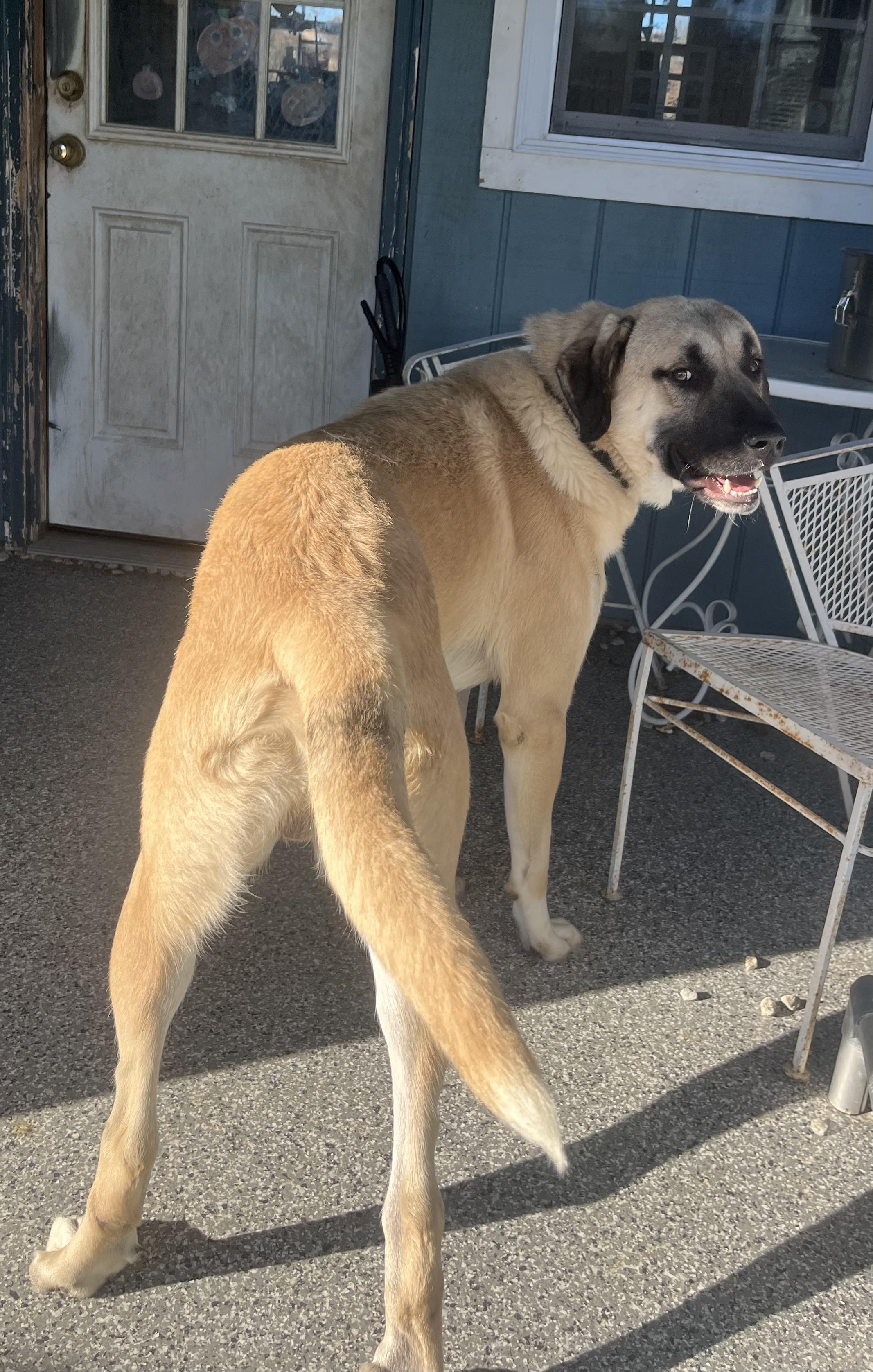 Enlarge Hogan, a Adoptable Anatolian Shepherd in Blackstone, MA image 2/6