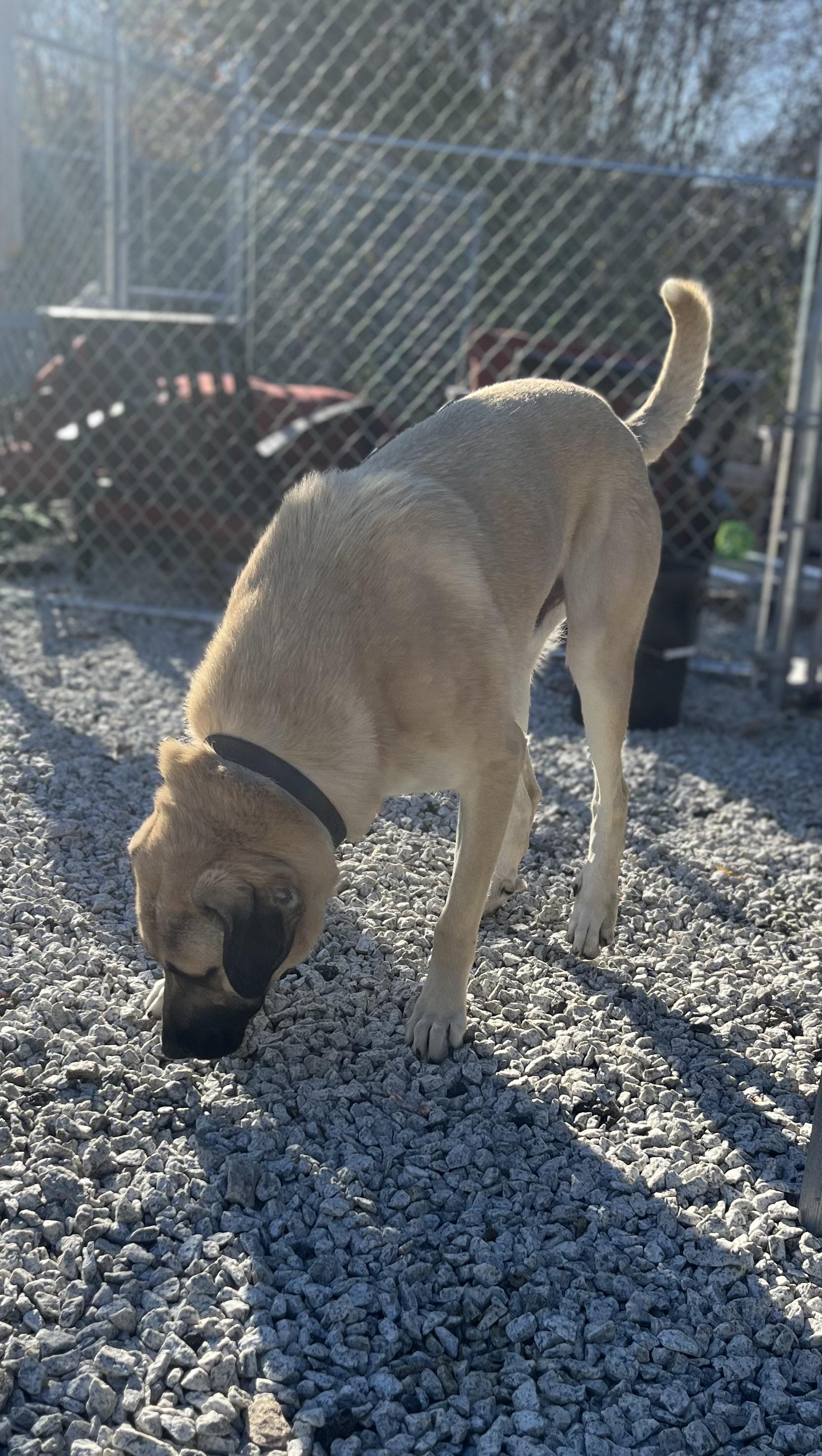 Enlarge Hogan, a Adoptable Anatolian Shepherd in Blackstone, MA image 3/6