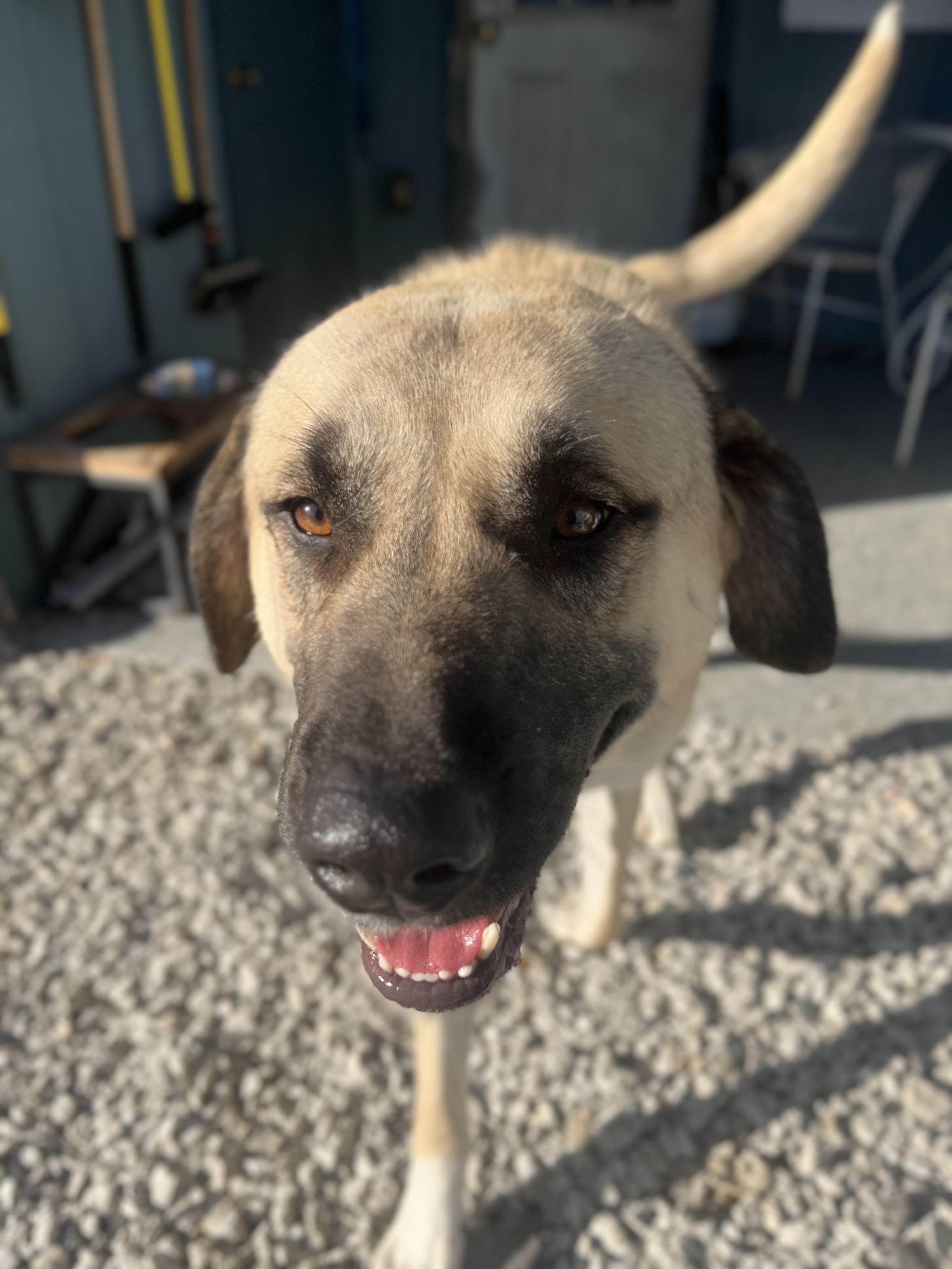 Enlarge Hogan, a Adoptable Anatolian Shepherd in Blackstone, MA image 4/6