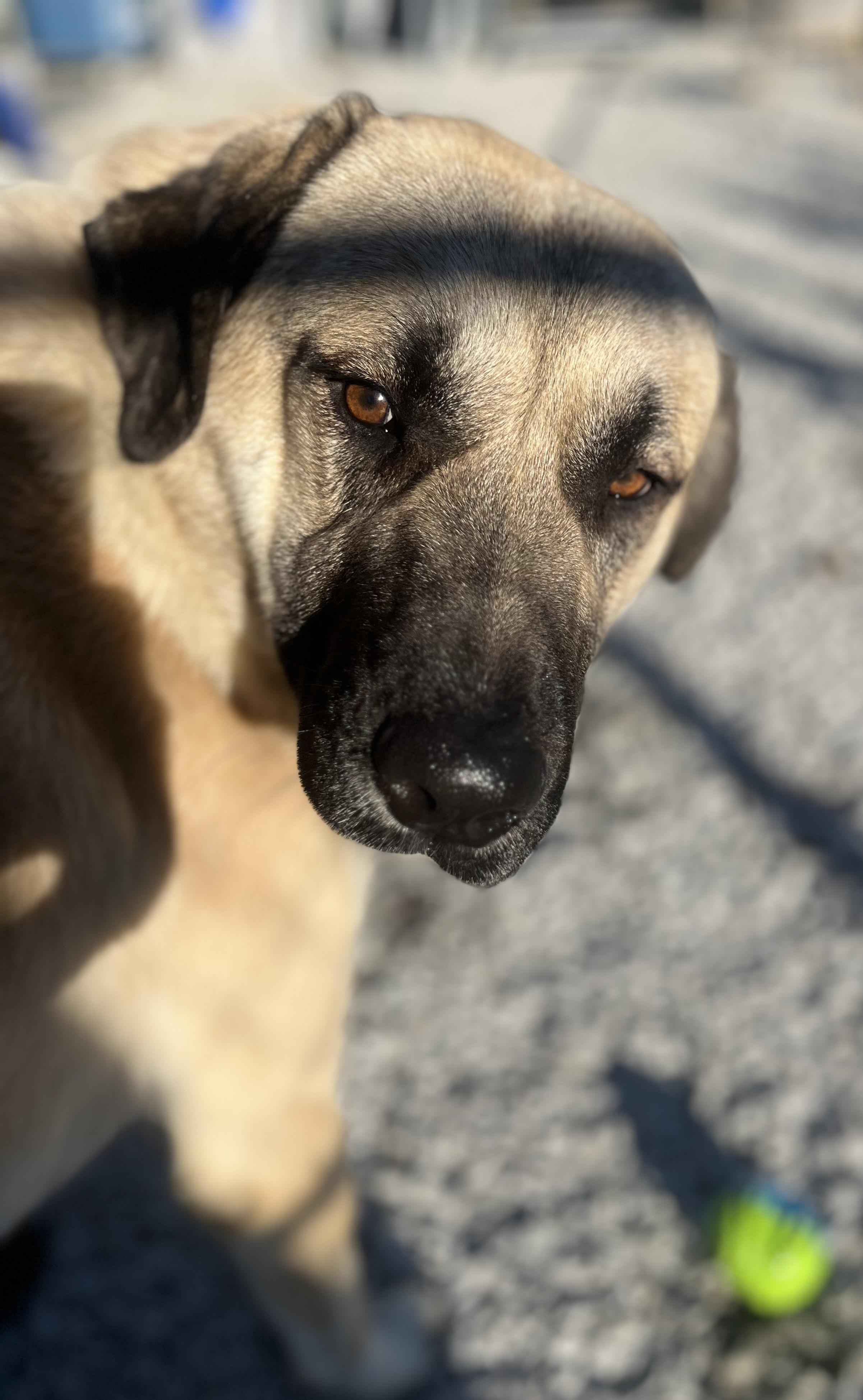 Enlarge Hogan, a Adoptable Anatolian Shepherd in Blackstone, MA image 5/6