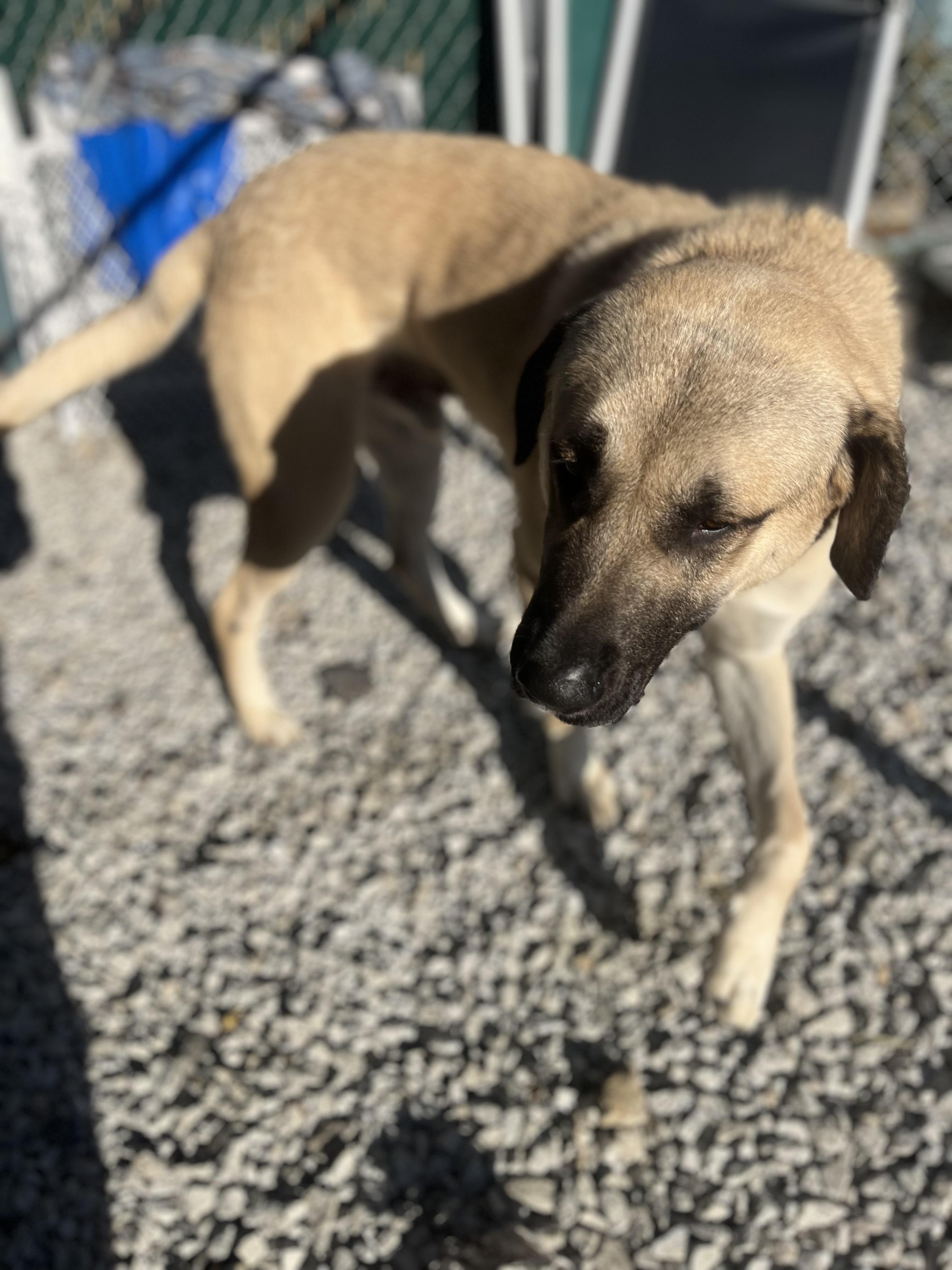 Enlarge Hogan, a Adoptable Anatolian Shepherd in Blackstone, MA image 6/6