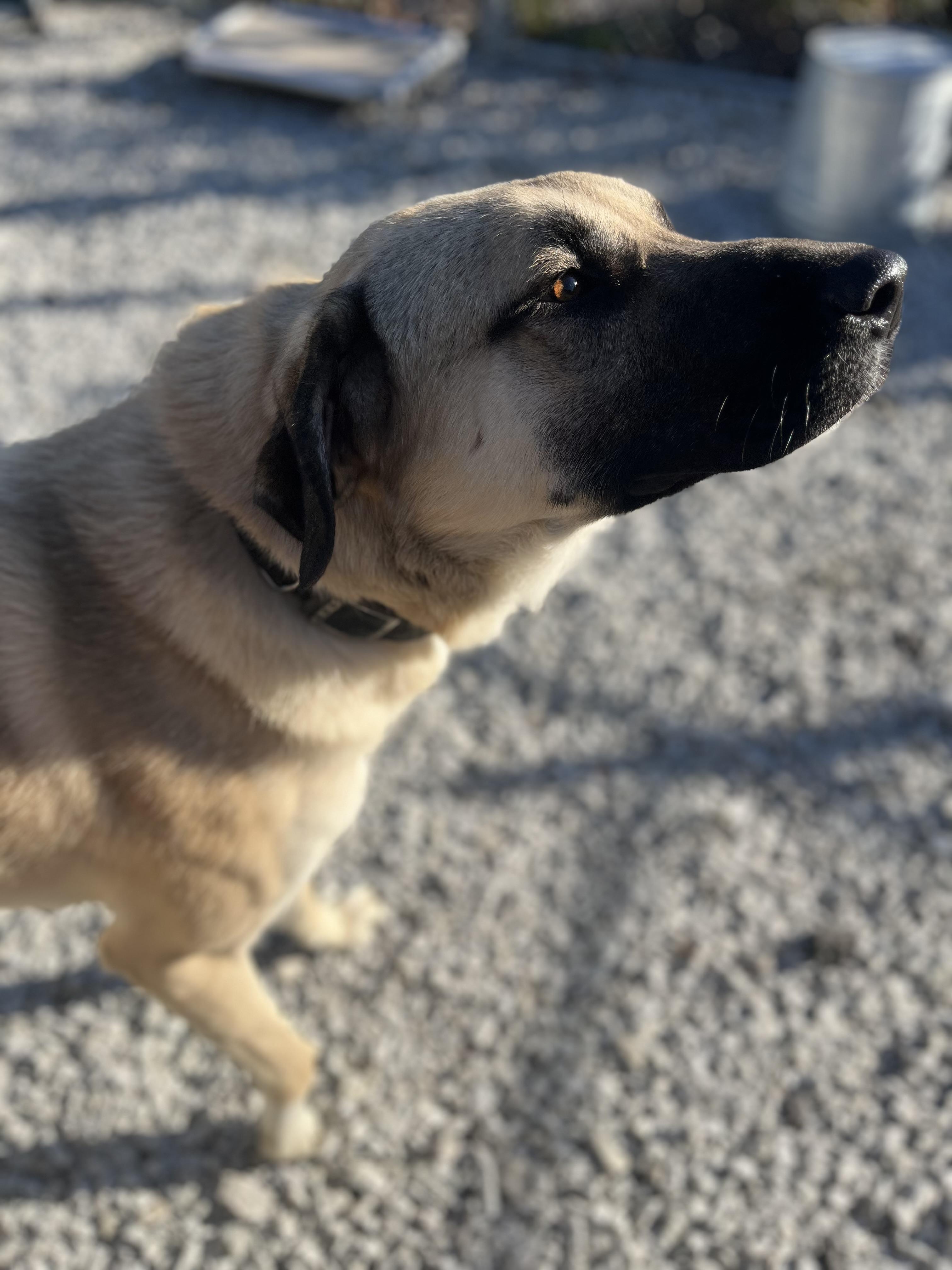 Hogan, Adoptable, Adult Male Anatolian Shepherd.