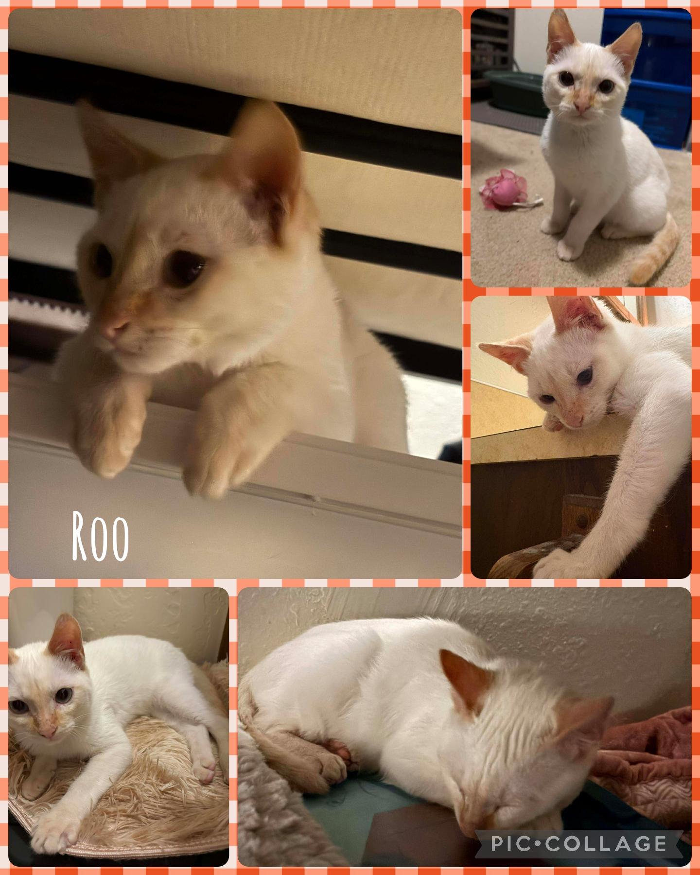 Enlarge Roo, a Adoptable Domestic Short Hair in Newberg, OR image 1/1