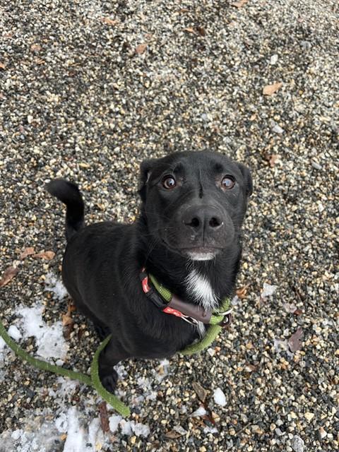 LONDON, Adoptable, Young Female Labrador Retriever & Mixed Breed.