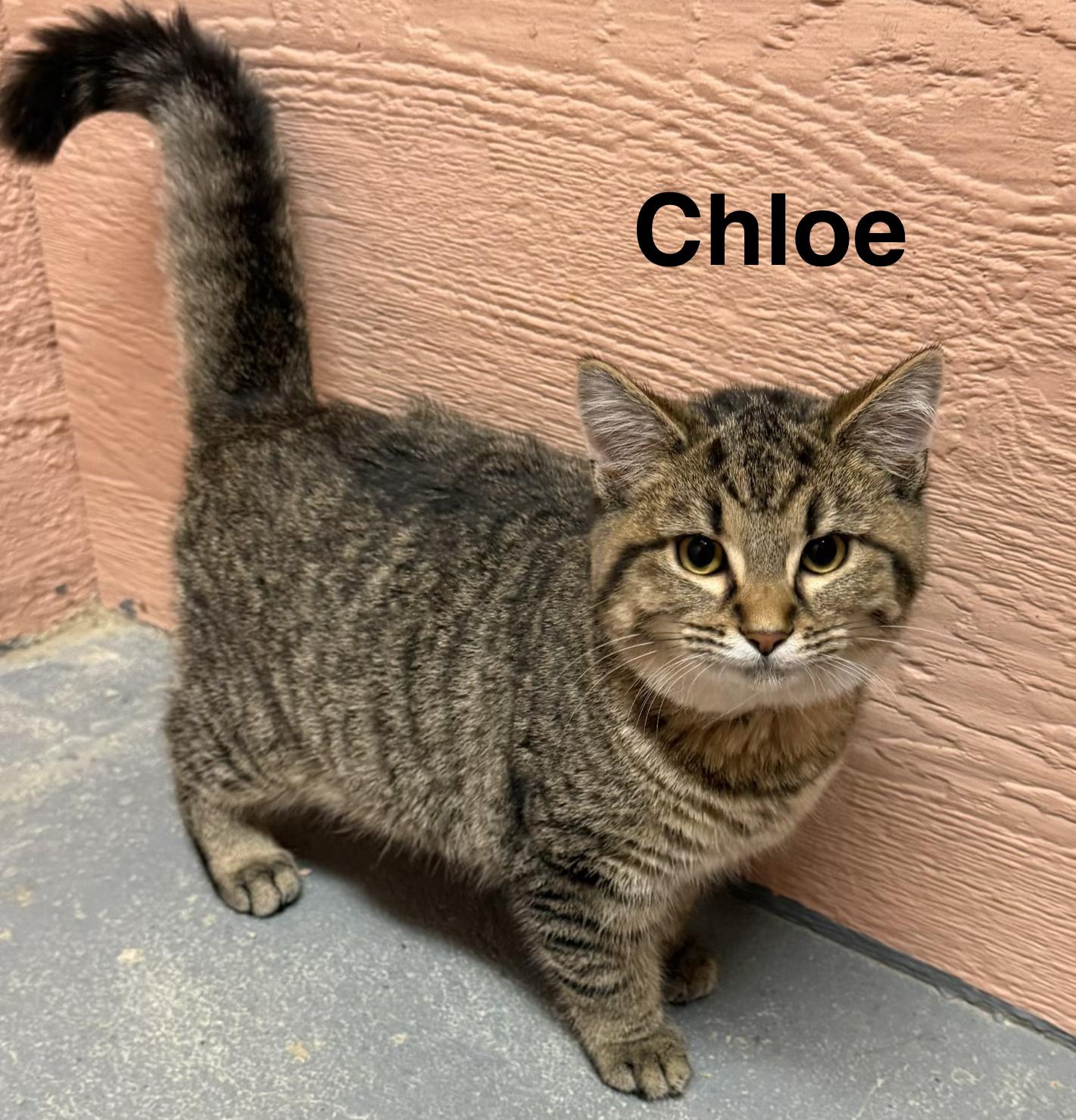 Chloe, adopted, Young Female Tabby.