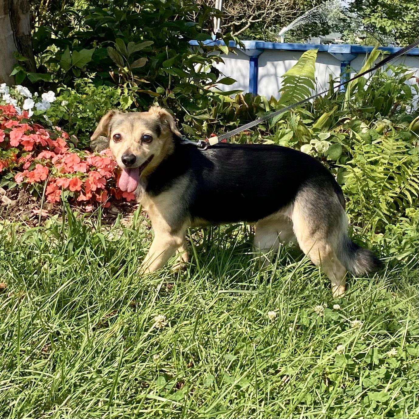 Enlarge Ginger, a Adoptable mixed breed in Alexandria, KY image 1/3