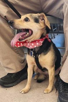 Enlarge Ginger, a Adoptable mixed breed in Alexandria, KY image 2/3