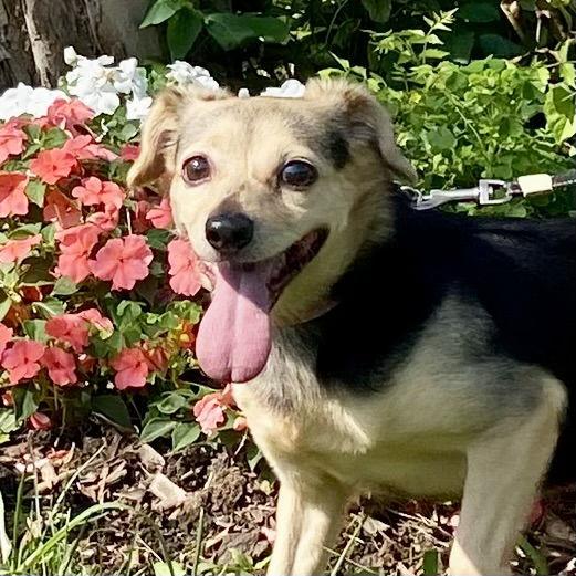 Enlarge Ginger, a Adoptable mixed breed in Alexandria, KY image 3/3