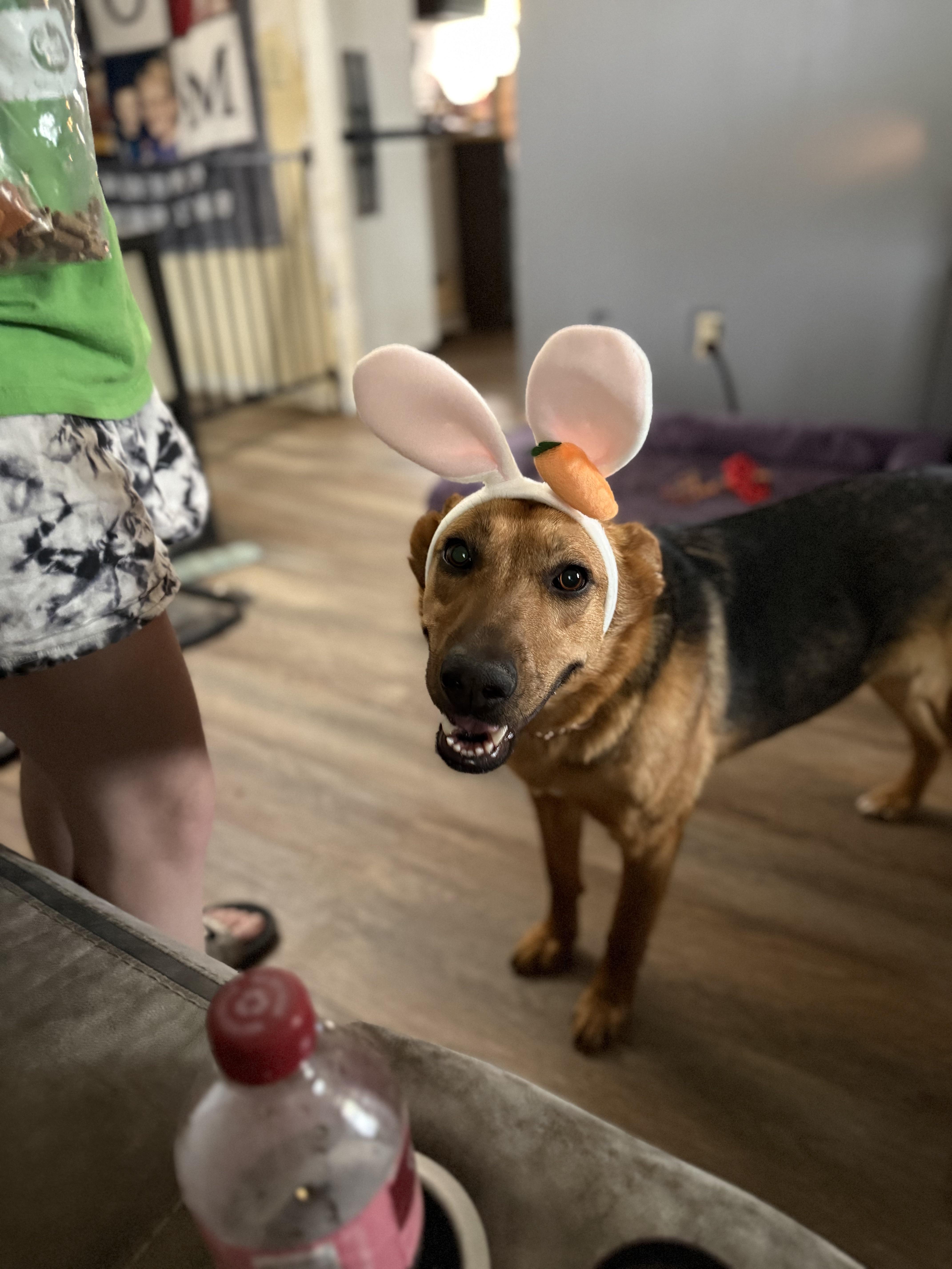 Enlarge Xena, a ADOPTABLE German Shepherd Dog in Corydon, IN image 3/6