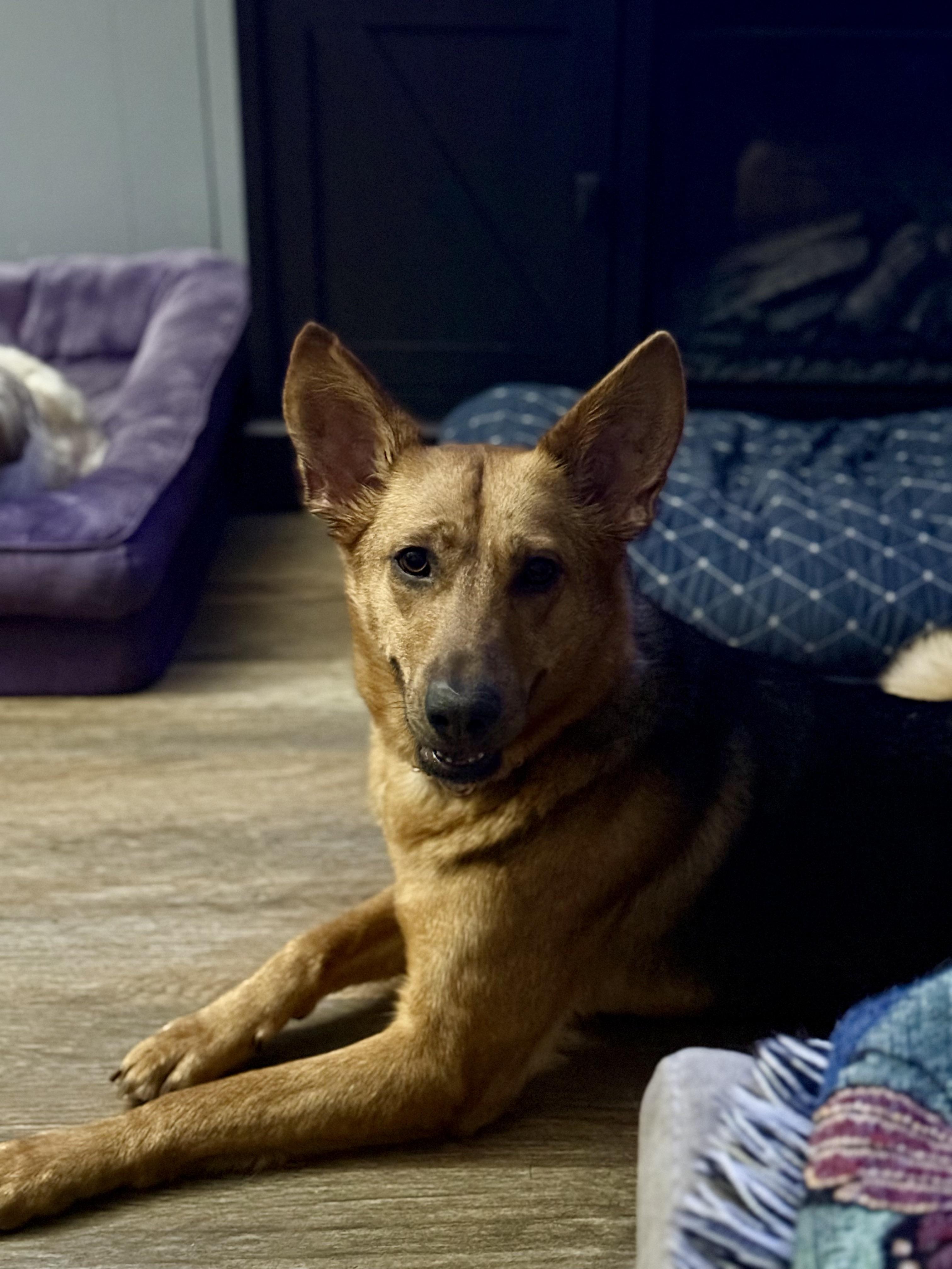 Enlarge Xena, a ADOPTABLE German Shepherd Dog in Corydon, IN image 6/6