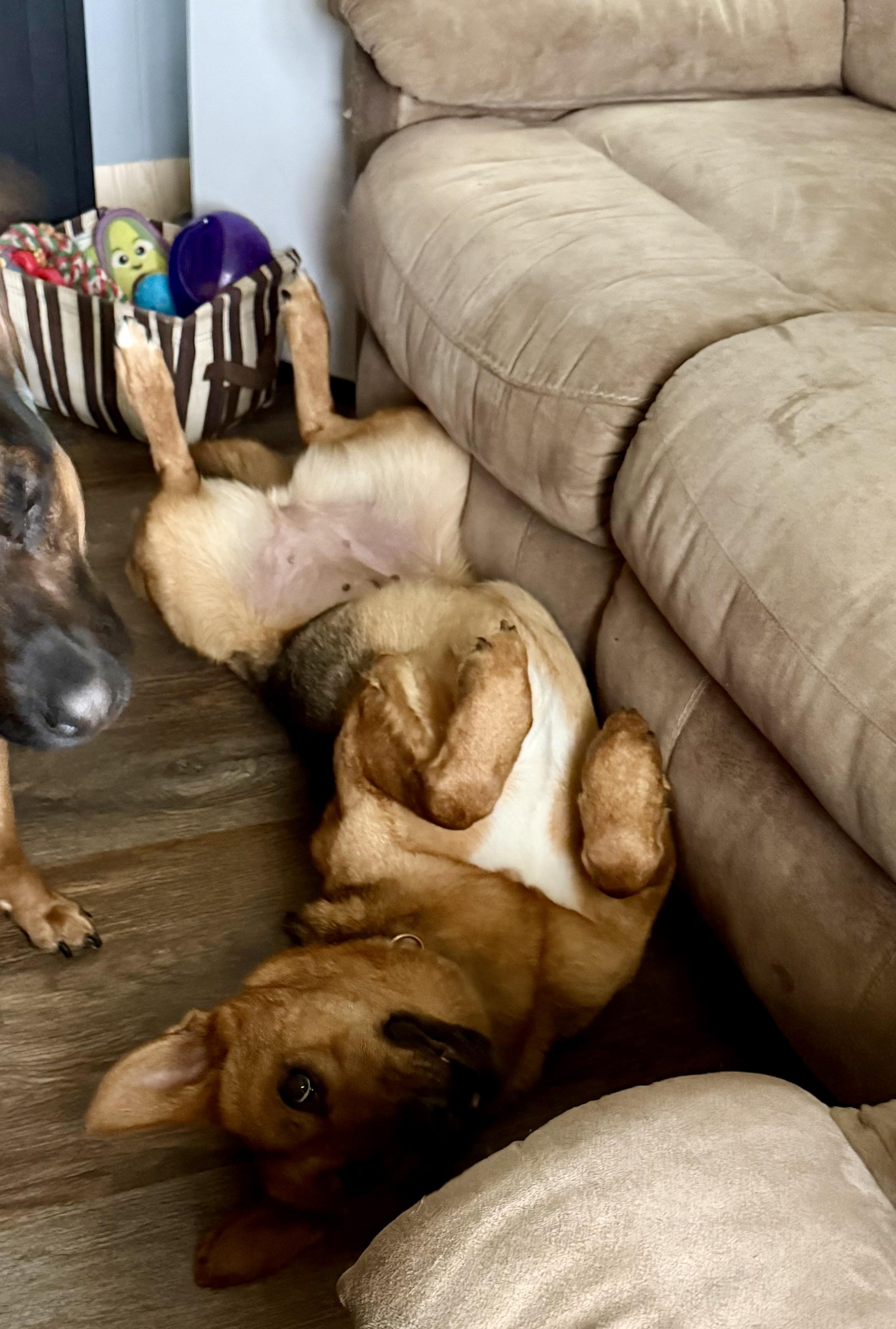 Enlarge Xena, a ADOPTABLE German Shepherd Dog in Corydon, IN image 5/6