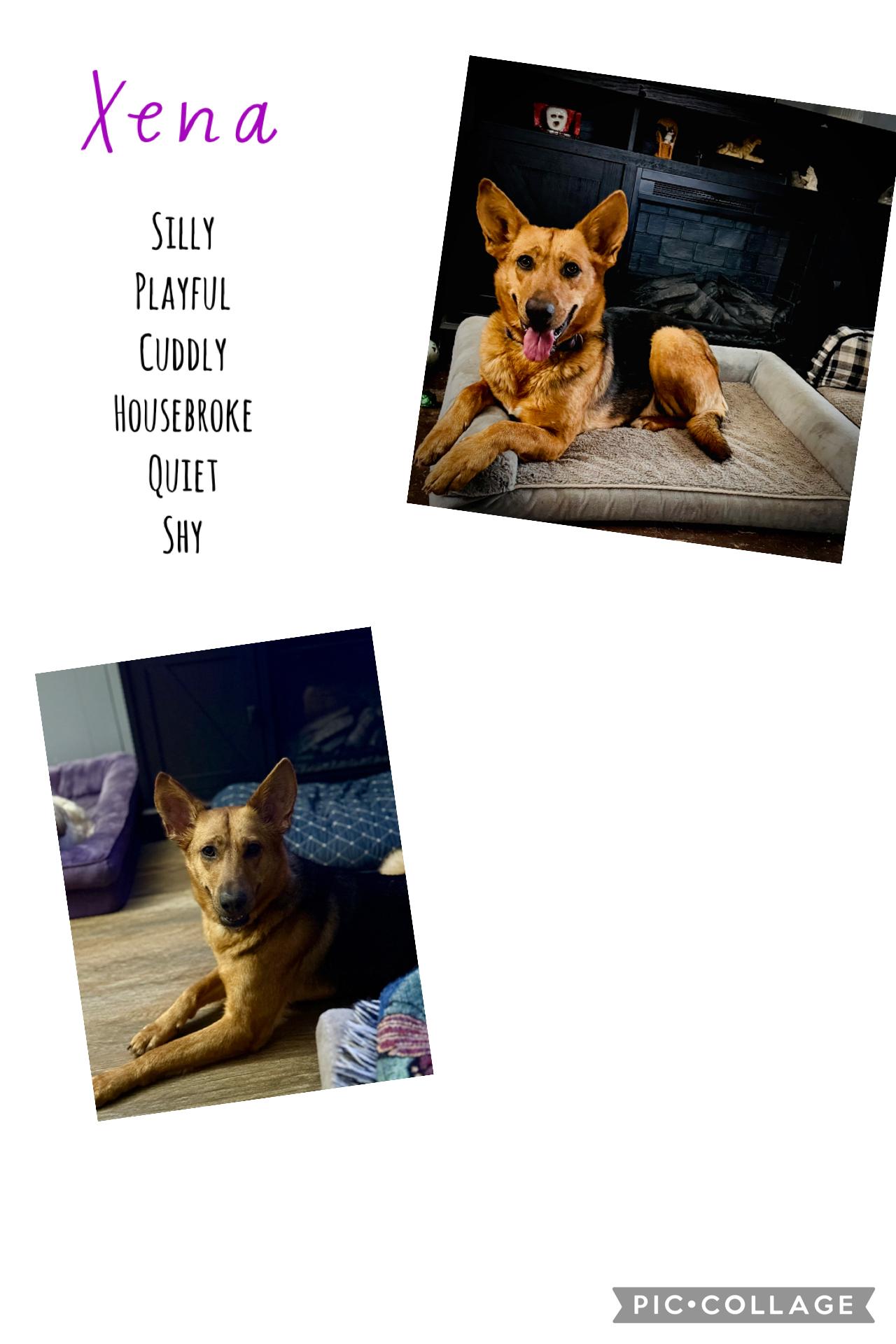Enlarge Xena, a ADOPTABLE German Shepherd Dog in Corydon, IN image 1/6