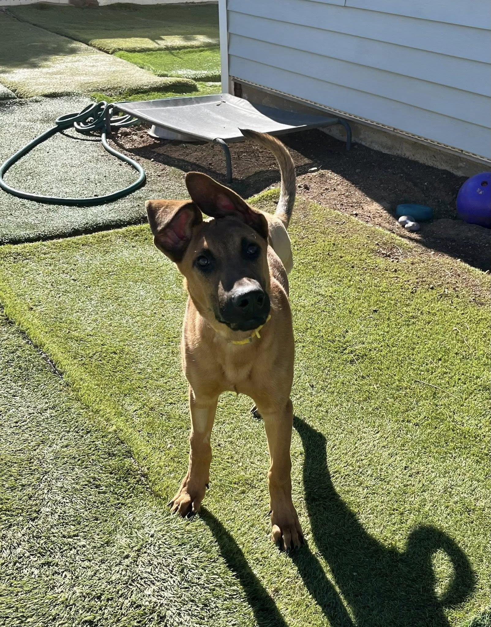 Tre, adoptable, Puppy Male Belgian Shepherd / Sheepdog.