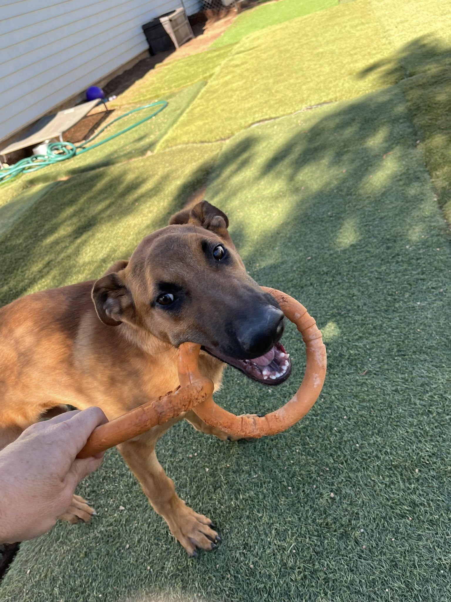 Enlarge Tre, an adoptable mixed breed in Agua Dulce, CA image 2/4