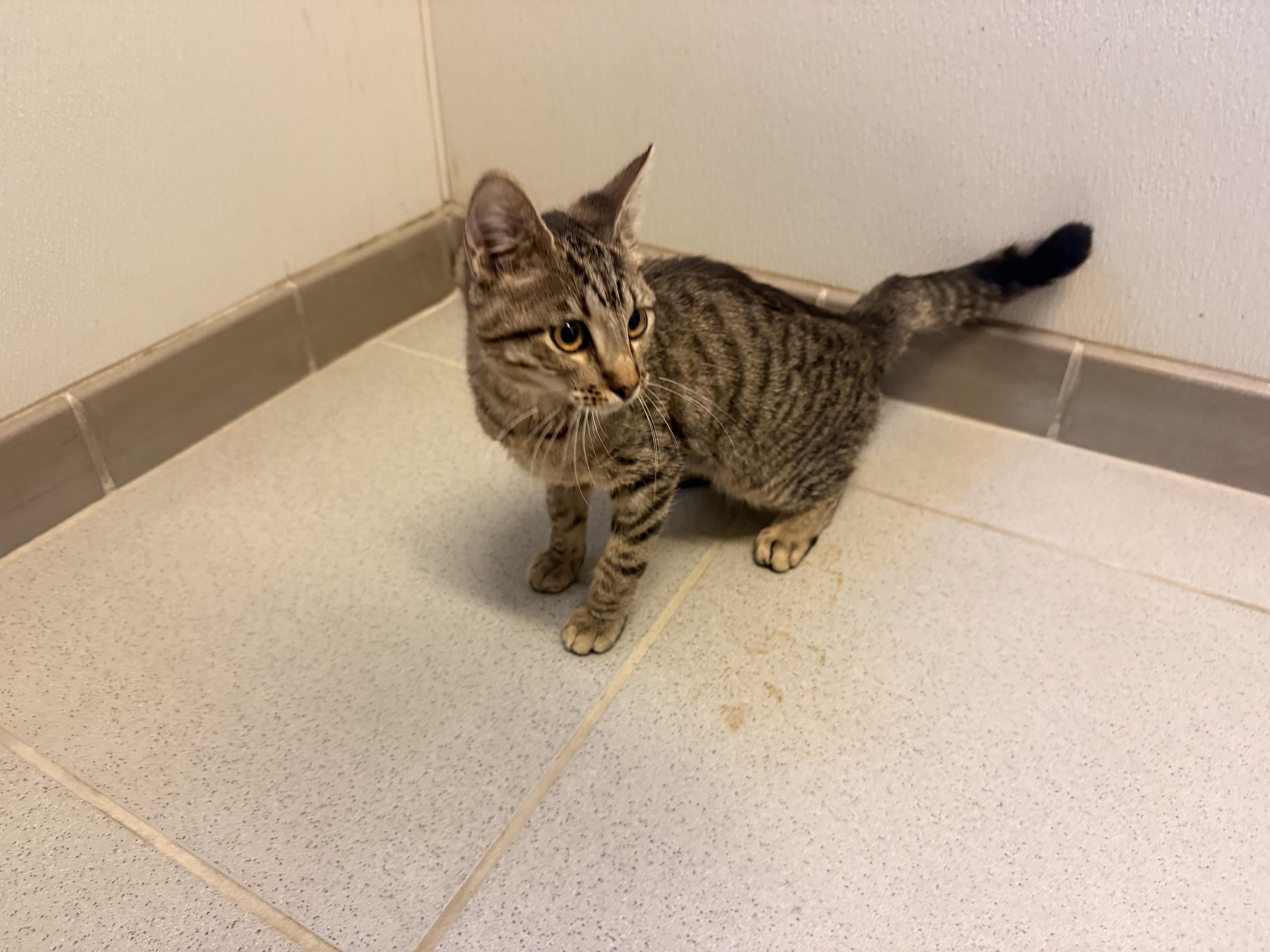 Enlarge Stray, a Adopted Domestic Short Hair in Hays, KS image 4/4