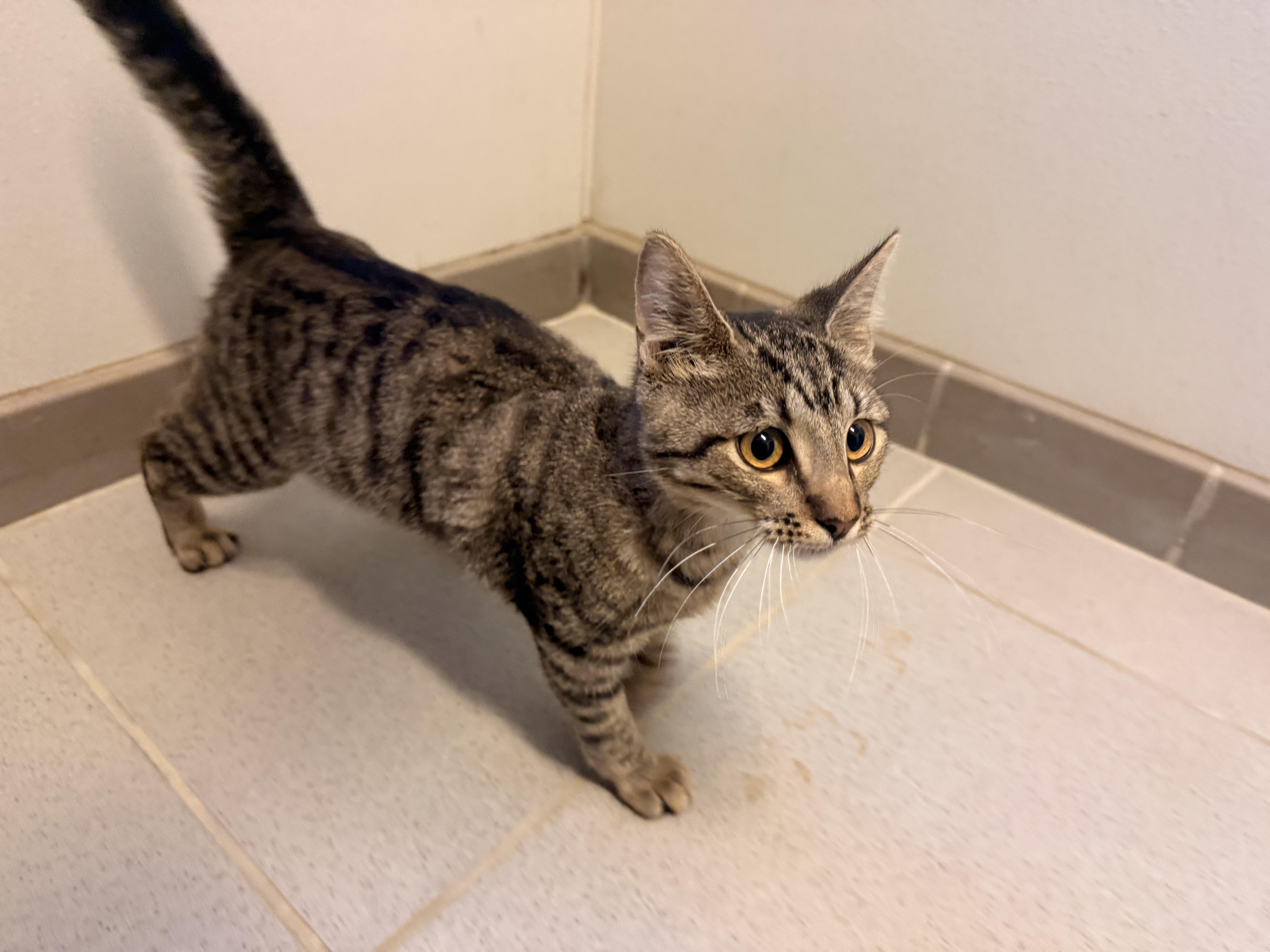 Enlarge Stray, a Adopted Domestic Short Hair in Hays, KS image 2/4