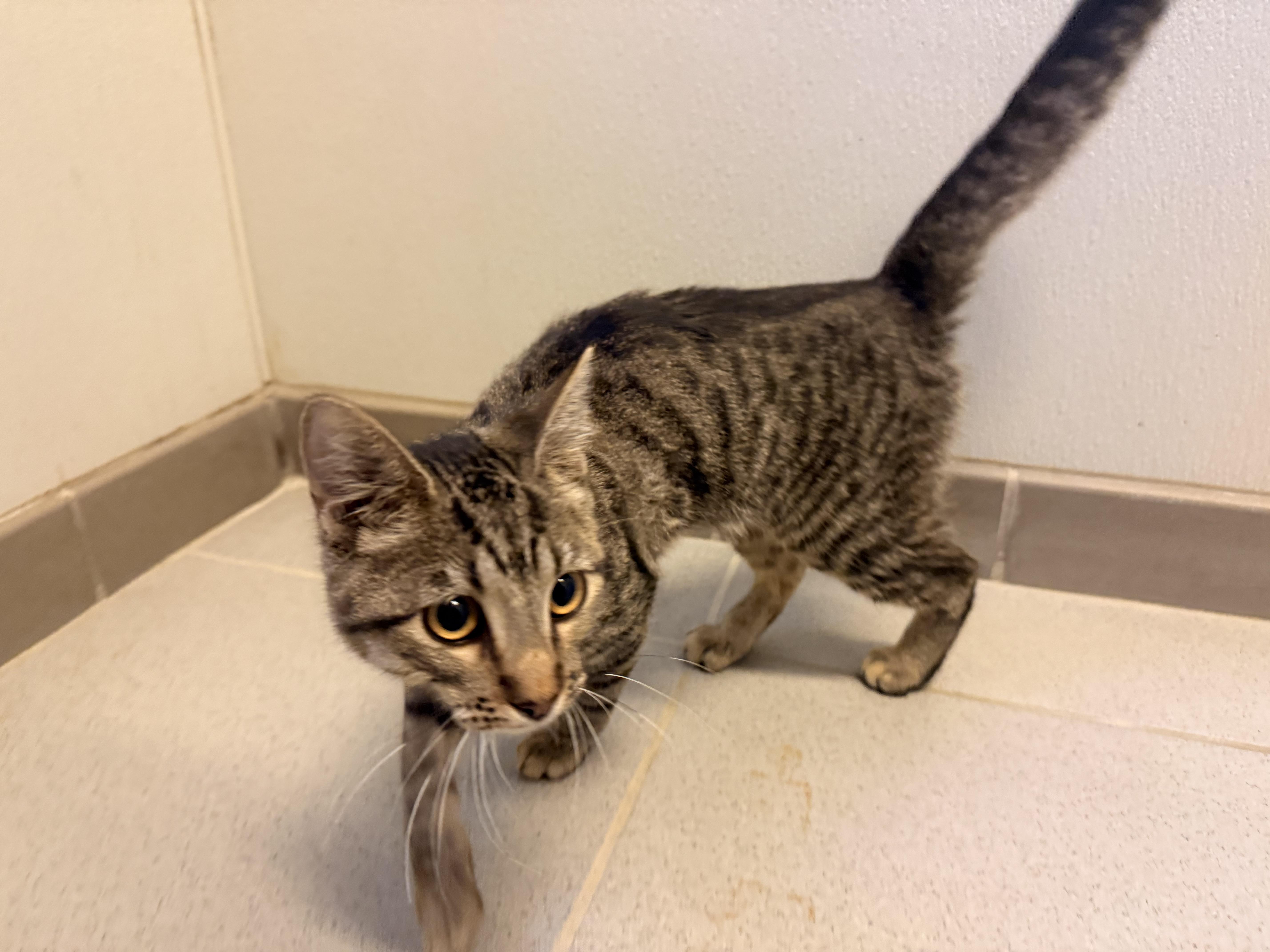 Enlarge Stray, a Adopted Domestic Short Hair in Hays, KS image 3/4