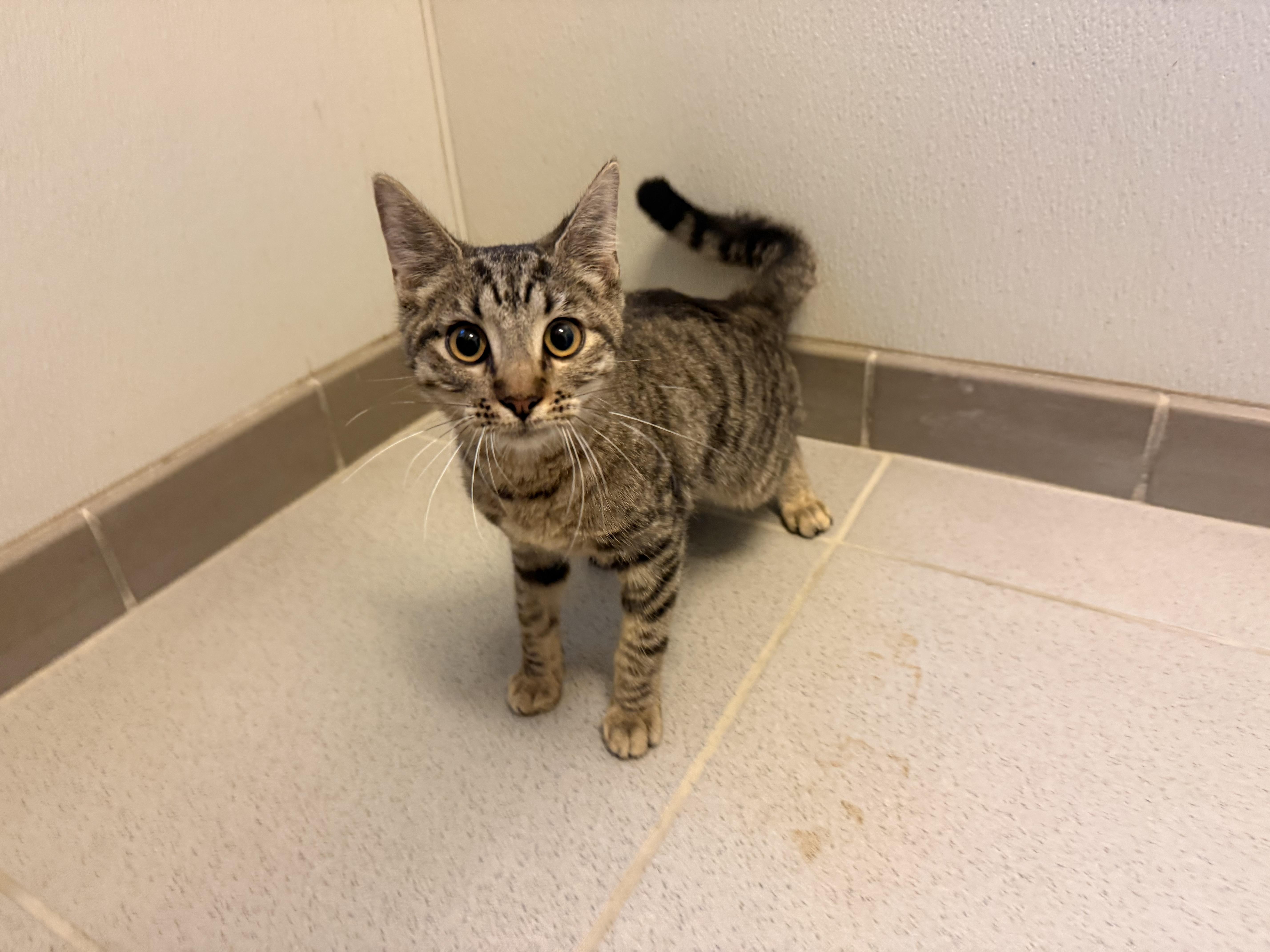 Stray, Adopted, Young Male Domestic Short Hair.