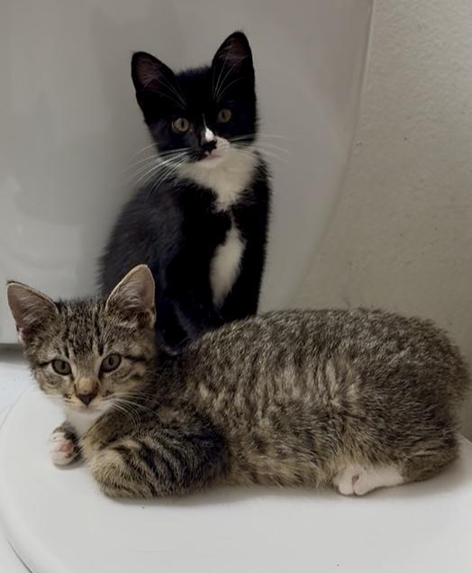 Enlarge Thistle, a Adoptable Domestic Short Hair in Lantana, FL image 4/5