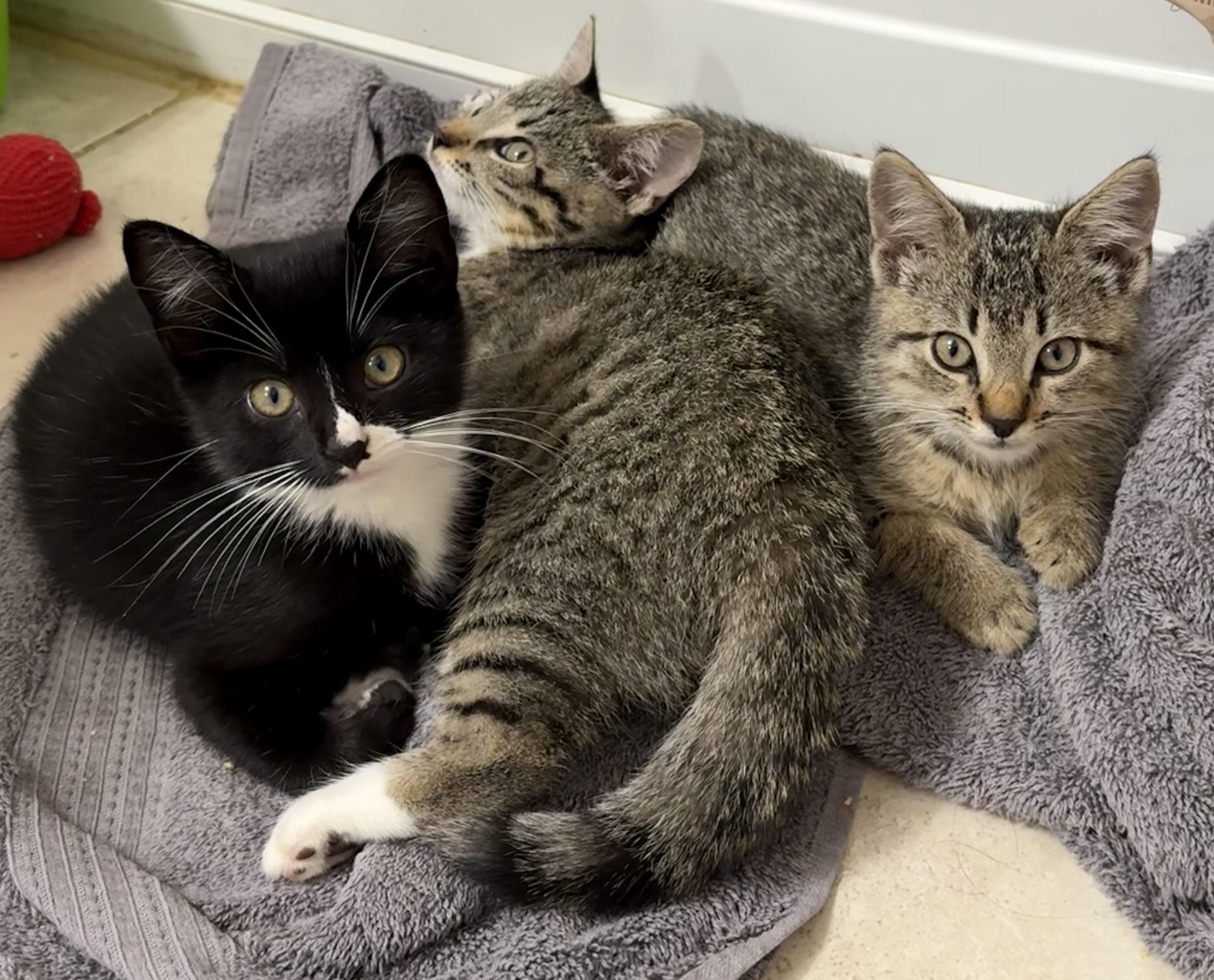 Enlarge Thistle, a Adoptable Domestic Short Hair in Lantana, FL image 2/5