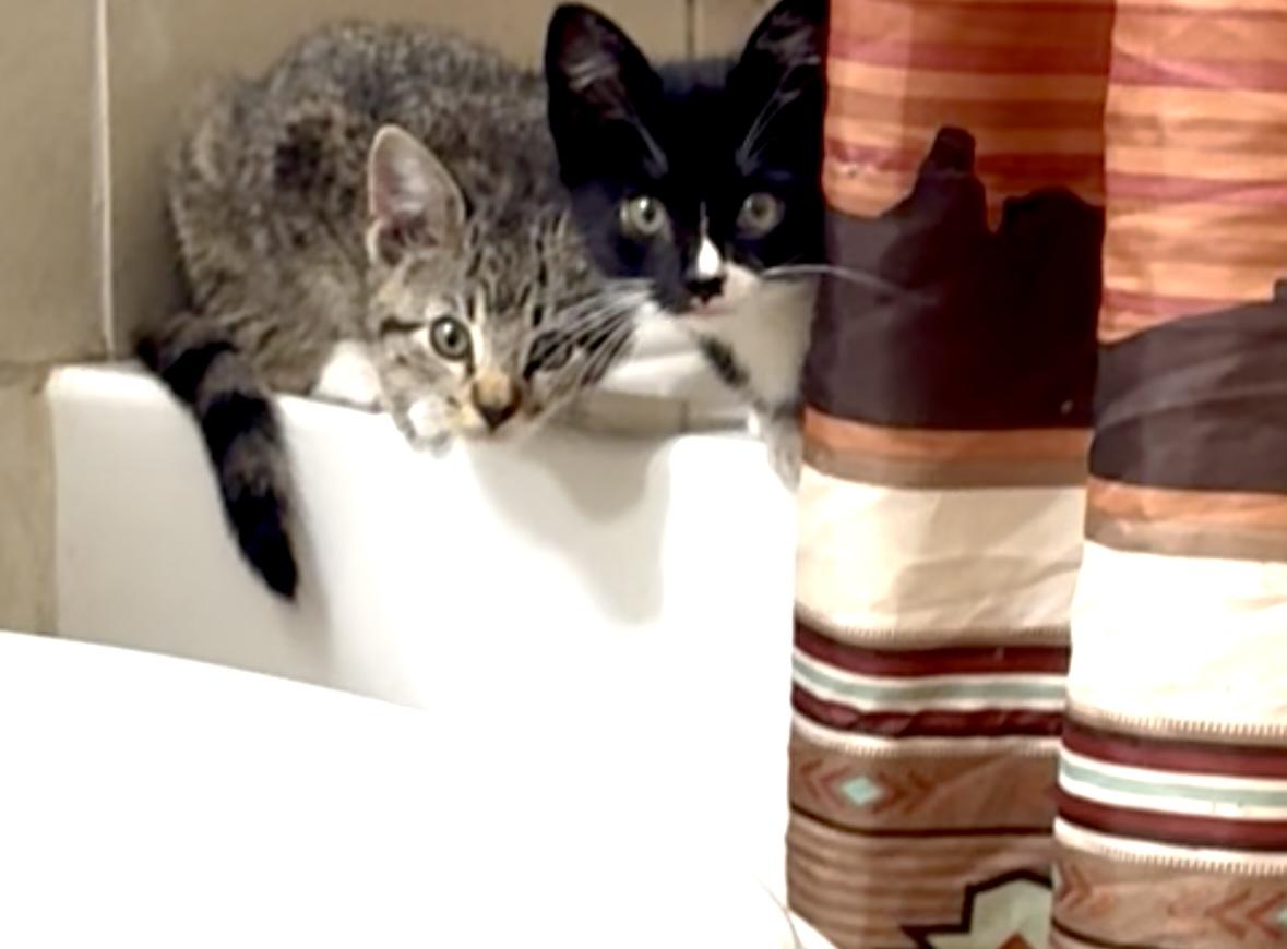 Enlarge Thistle, a Adoptable Domestic Short Hair in Lantana, FL image 5/5