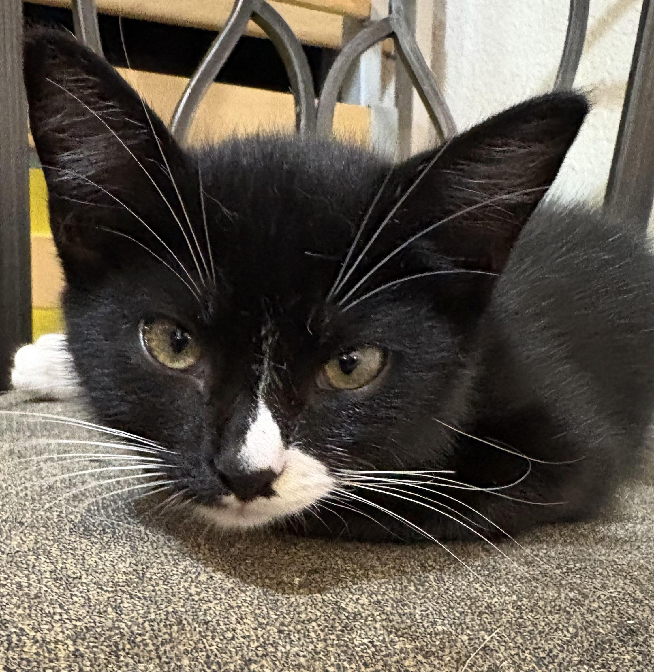 Enlarge Thistle, a Adoptable Domestic Short Hair in Lantana, FL image 3/5