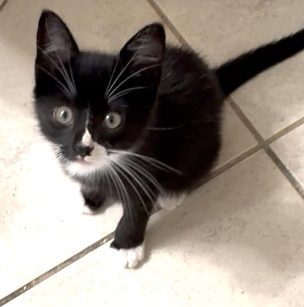 Enlarge Thistle, a Adoptable Domestic Short Hair in Lantana, FL image 1/5