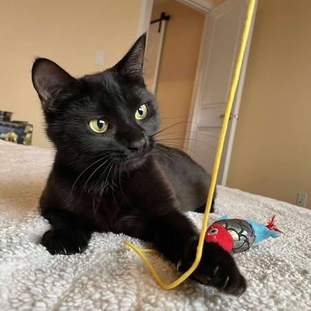 VELVET, an adoptable Domestic Short Hair in Campbell River, BC, V9W 5A7 | Photo Image 4