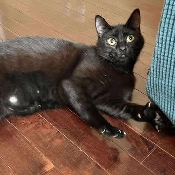 VELVET, an adoptable Domestic Short Hair in Campbell River, BC, V9W 5A7 | Photo Image 6