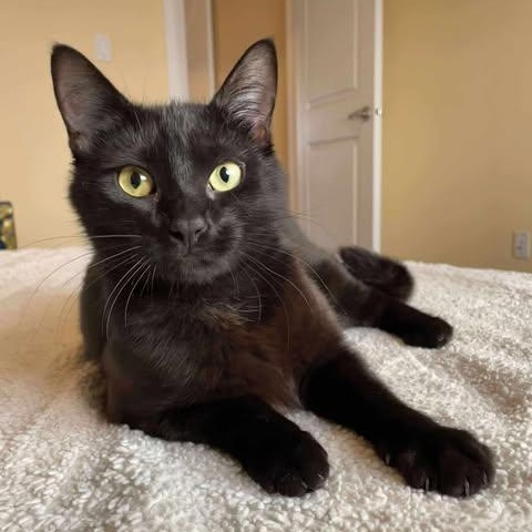 VELVET, an adoptable Domestic Short Hair in Campbell River, BC, V9W 5A7 | Photo Image 1