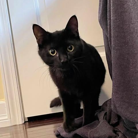 VELVET, an adoptable Domestic Short Hair in Campbell River, BC, V9W 5A7 | Photo Image 5